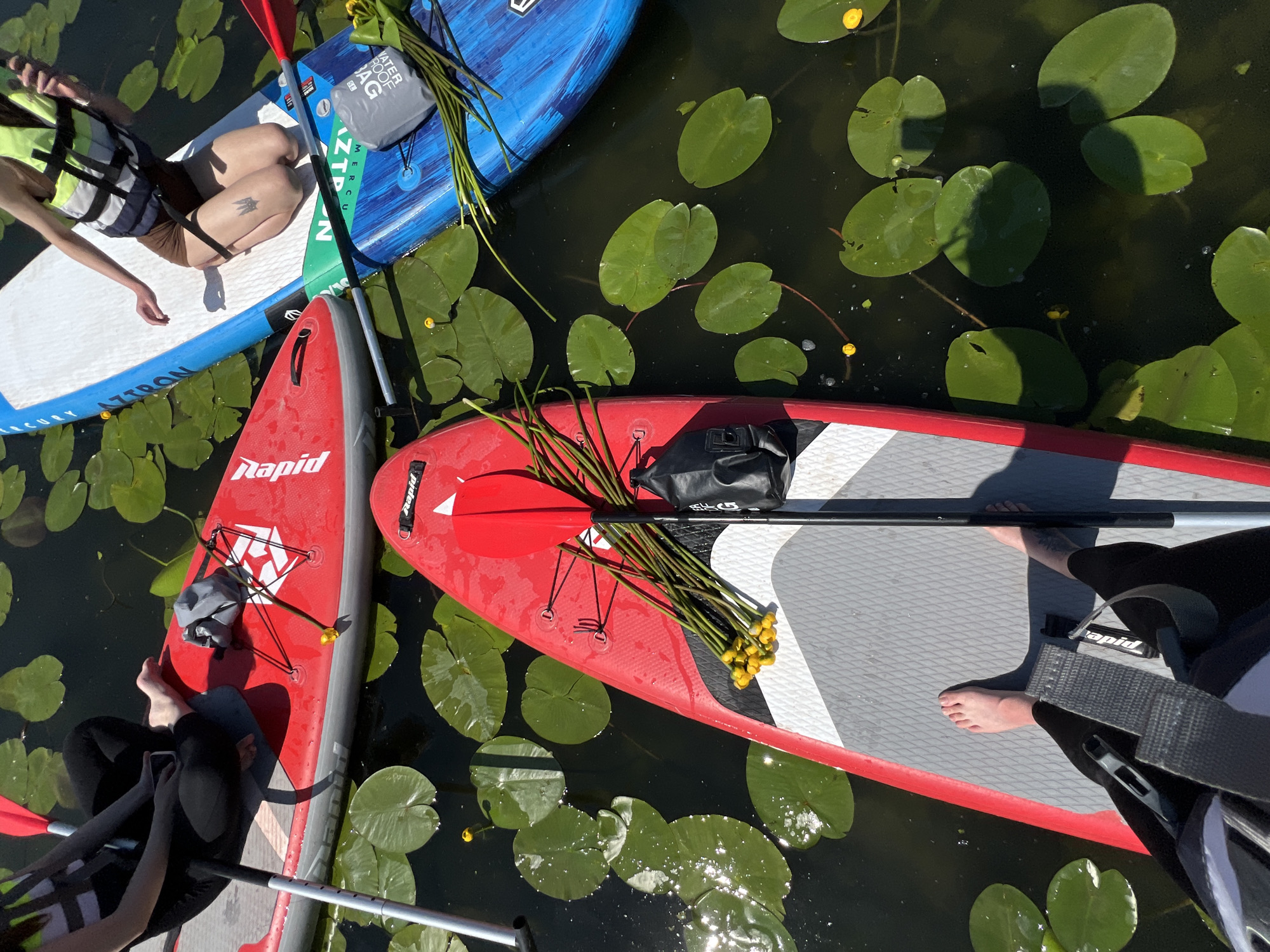 The image captures a scene on a body of water, likely a lake or river, filled with lily pads and small yellow flowers. Three paddleboards are visible. The closest paddleboard, predominantly red and white, has a person's bare feet and legs wearing black leggings standing on it. A paddle lies across the board, with a bundle of stems and yellow flowers tied together. To the left, a red paddleboard is partially visible, with a person sitting on it, wearing black leggings and holding a phone. Further to the right, a blue and white paddleboard is present, occupied by a person wearing brown shorts and a yellow and white life vest, kneeling on the board. The overall atmosphere suggests a recreational activity on a sunny day. There is no visible indication of the specific location within Bila, Ukraine.