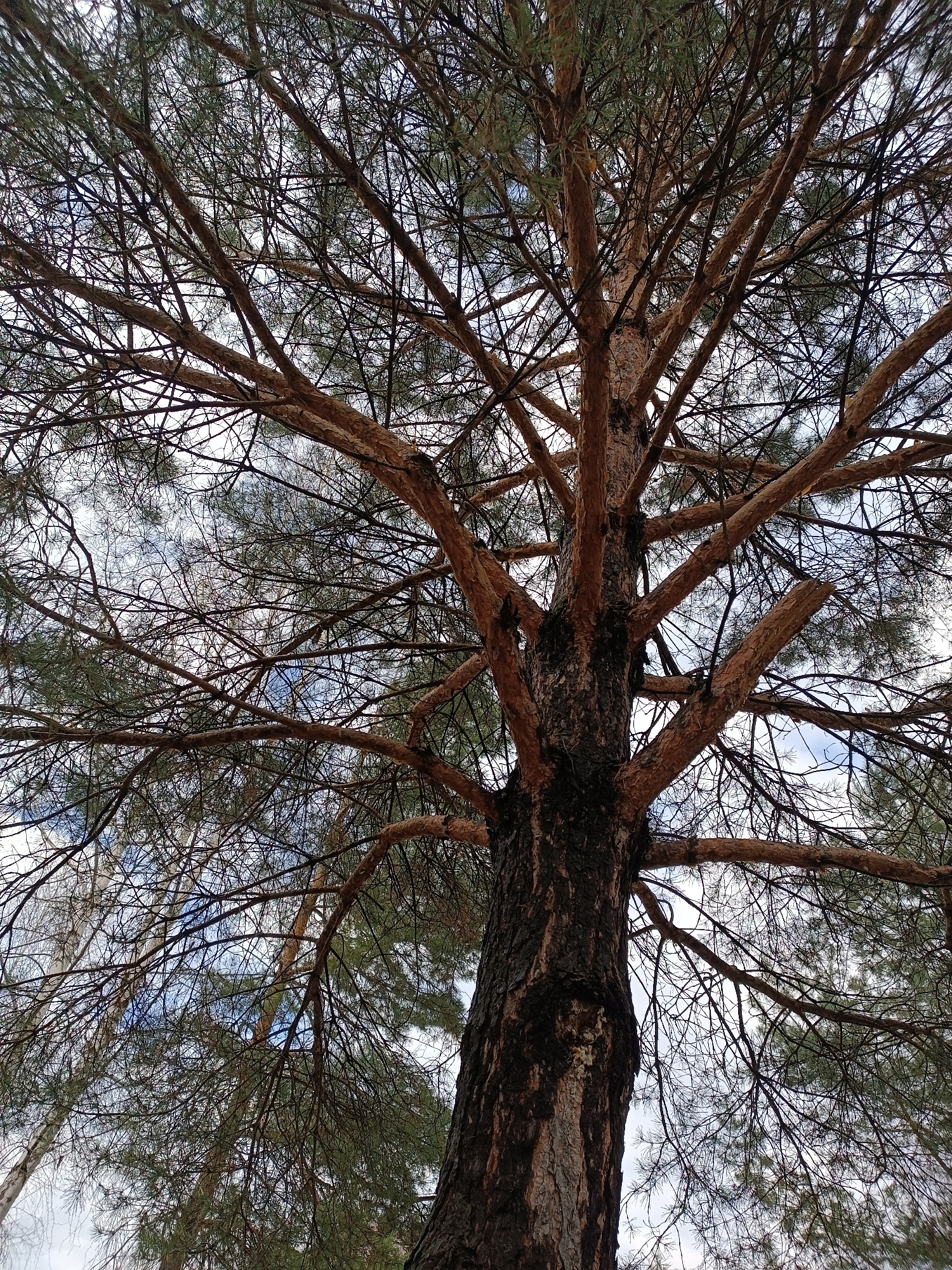 The image captures a worm's-eye view looking directly up into the canopy of a large, mature pine tree in Chaikovsky, Russia. The thick, dark, textured trunk of the tree dominates the lower center of the frame, tapering as it ascends. Numerous robust branches extend outwards and upwards from the trunk, creating an intricate, almost skeletal network against the sky. Many of these branches display sparse clusters of green needles, indicating it is an evergreen.
Through the dense tangle of branches and twigs, patches of a bright, light blue sky with some white clouds are visible, suggesting a daytime scene with clear or partly cloudy weather. In the upper left background, slender, bare branches with light-colored bark, possibly belonging to birch trees, are also discernible. No human activity or visible text is present. The scene conveys a sense of looking up into nature, highlighting the tree's structure and the interplay of light and shadow through its foliage.