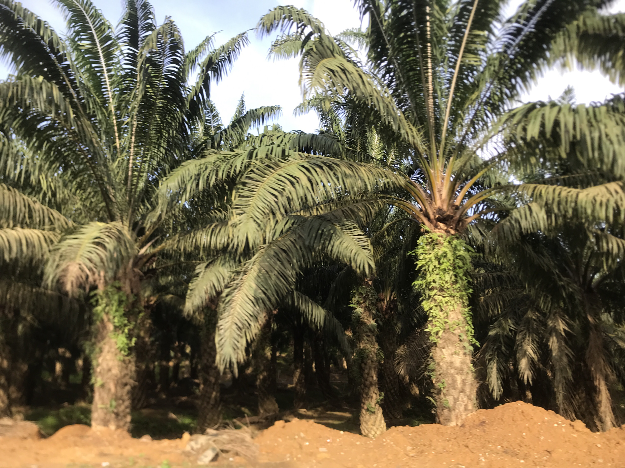 The image shows a palm oil plantation in Seumadam, Indonesia. The foreground consists of reddish-brown soil. Several rows of palm trees occupy the middle ground. The trunks of some trees are covered in green vegetation. A sliver of blue sky is visible in the background. There are no people visible in the image.