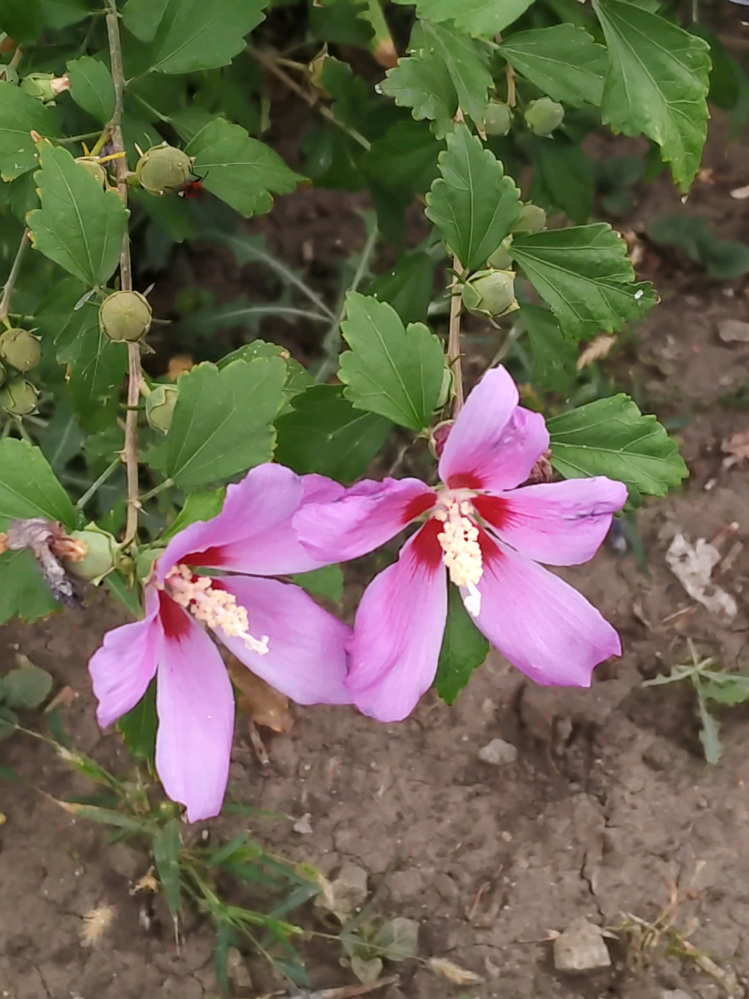 Two light purple hibiscus flowers are in full bloom, with prominent stamens featuring cream-colored tips and dark red centers. The flowers are on a branch with green leaves and several developing seed pods. The background is a mix of soil and sparse vegetation. The scene is outdoors, suggesting a garden or natural environment, and is consistent with the flora found in Rostov-on-Don, Russia.