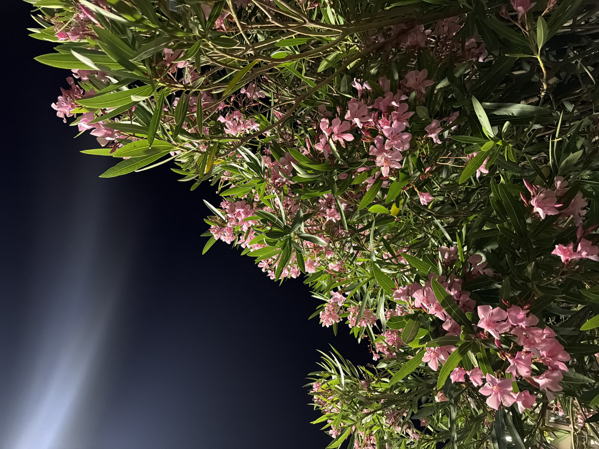 The image displays a close-up, diagonal view of flowering plants against a dark night sky, set in Boreti, Montenegro. The dominant subjects are dense clusters of pink flowers and lush green, elongated leaves, characteristic of Oleander, occupying the majority of the frame from the top-left to the bottom-right. The flowers appear in various stages of bloom, with delicate pink petals and visible stamens.
The plants are illuminated by an artificial light source, casting a warm glow on the foliage and highlighting the intricate details of the leaves and blossoms. This artificial light contrasts with the deep, dark navy blue of the night sky, which fills the triangular space in the upper-left and central parts of the image.
In the lower-left portion of the frame, bright, cool white streaks of light are visible, emanating from a source outside the frame, possibly a streetlight or building illumination. These light streaks cut across the dark sky, suggesting an urban or semi-urban outdoor setting at night. There is no discernible activity taking place, focusing instead on the static beauty of the illuminated flora. No people, animals, or visible text are present in the image. The overall impression is one of serene nighttime beauty, captured with a focus on natural elements under artificial light.