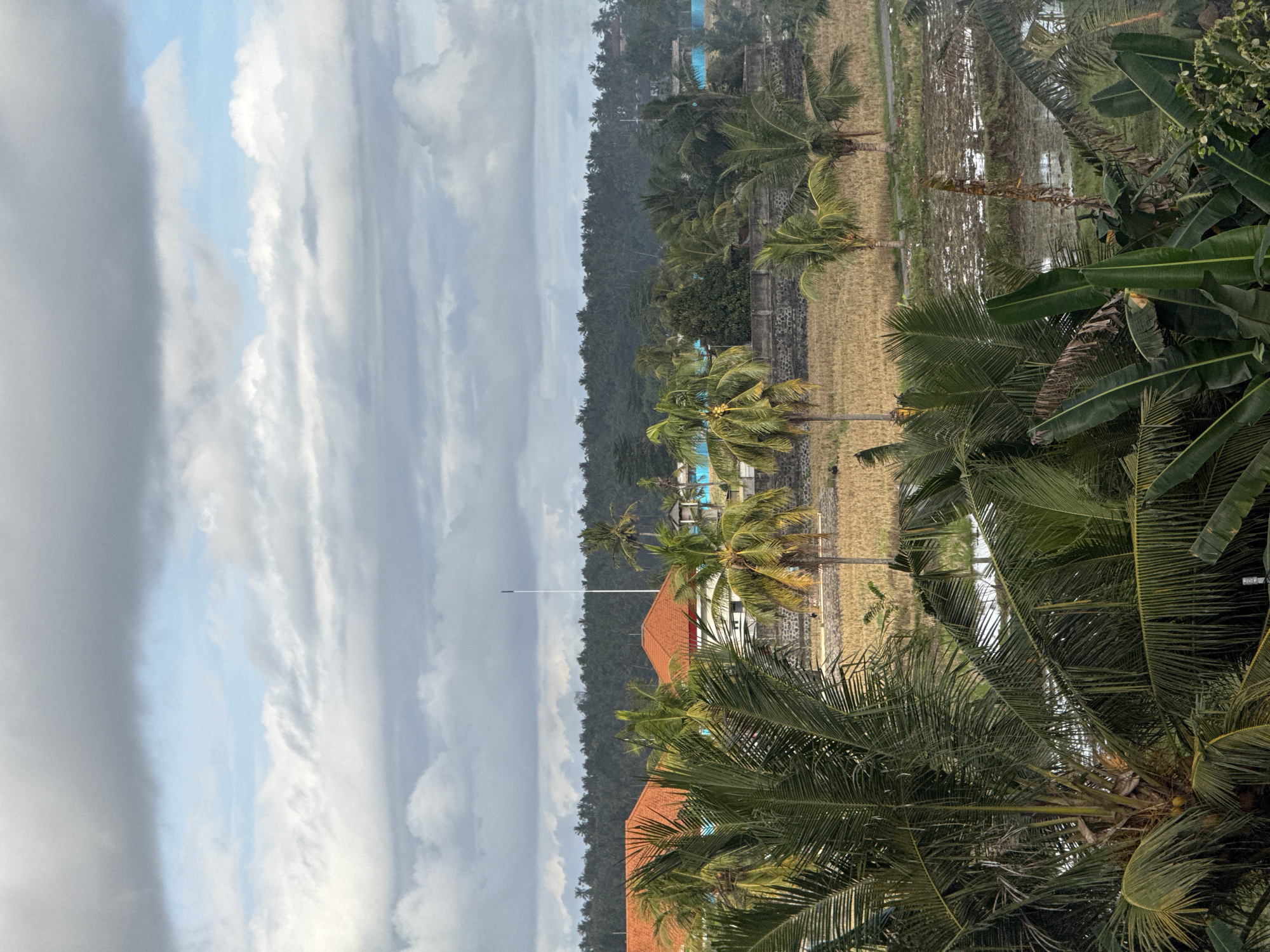 The image depicts a scene in a tropical location, possibly in Bali, Indonesia, given the prevalence of palm trees and rice paddies. The foreground is dominated by lush green palm trees and banana plants, partially obscuring the view. In the midground, there are rice paddies, some filled with water and others appearing dry or recently harvested. Behind the rice paddies, there is a low wall, beyond which lie buildings with red-tiled roofs and what appears to be a swimming pool. Further in the background, a dense forest lines the horizon. The sky is filled with grey and white clouds, suggesting a cloudy or overcast day. There are no people visible in the image.