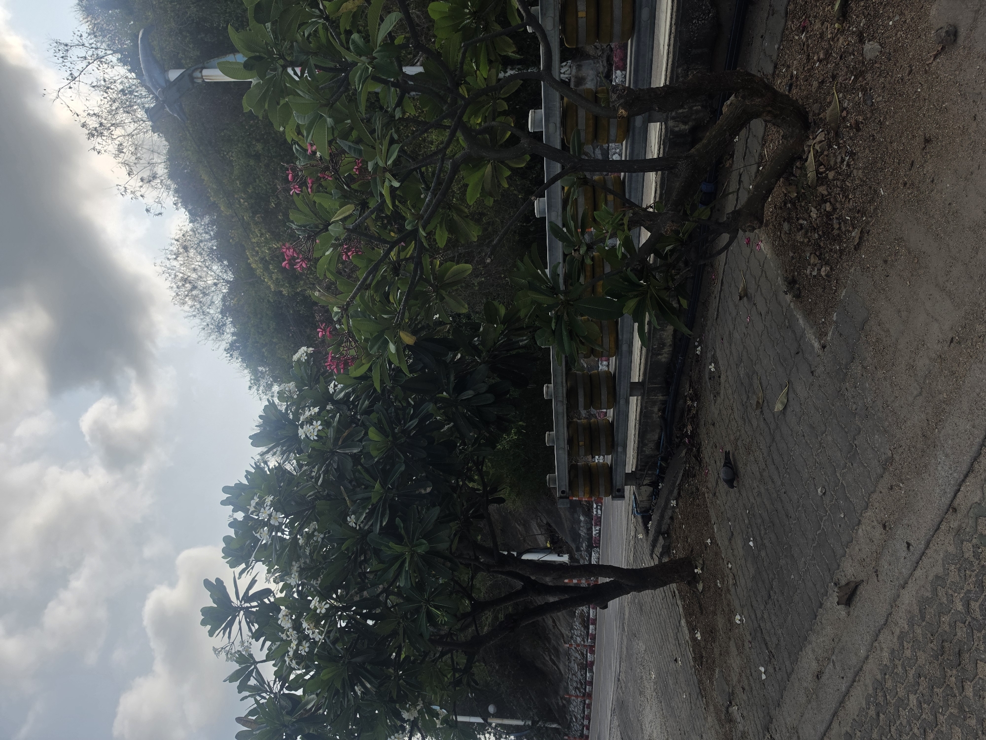 This outdoor scene, set in Pattaya City, Thailand, features a paved roadside path bordered by two mature Frangipani (Plumeria) trees under a cloudy sky. The tree in the foreground on the left displays clusters of white flowers, while the one further back on the right has pink blossoms, both characterized by broad green leaves.
The path, composed of grey interlocking pavers and a concrete strip, runs along the right side of the image. It is protected by a metal barrier or guardrail with yellow cylindrical buffers. To the left, a steep, densely vegetated hill or mountain rises into the background. The sky above is largely covered with white and grey clouds, suggesting an overcast or partly cloudy daytime.
A single pigeon is visible on the paved ground in the lower right section of the image, near the base of one of the trees, with scattered fallen leaves and flowers around it. The scene conveys a tranquil, natural environment alongside an infrastructure element, typical of scenic routes in tropical regions. No discernible human activity is taking place, and no legible text is visible within the image.