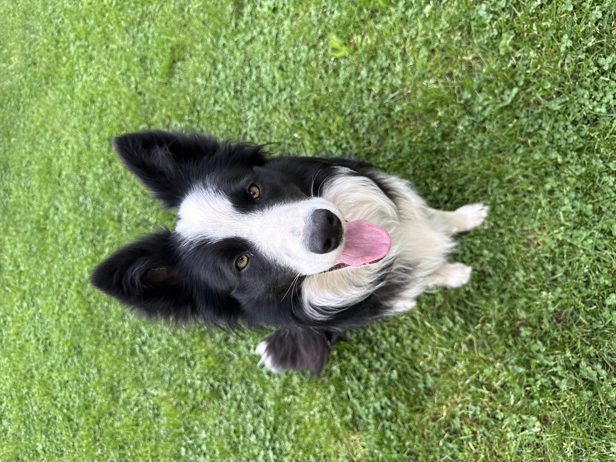 A black and white Border Collie sits on a patch of green grass. The dog faces the camera with its tongue lolling out. The location cannot be ascertained without further information.