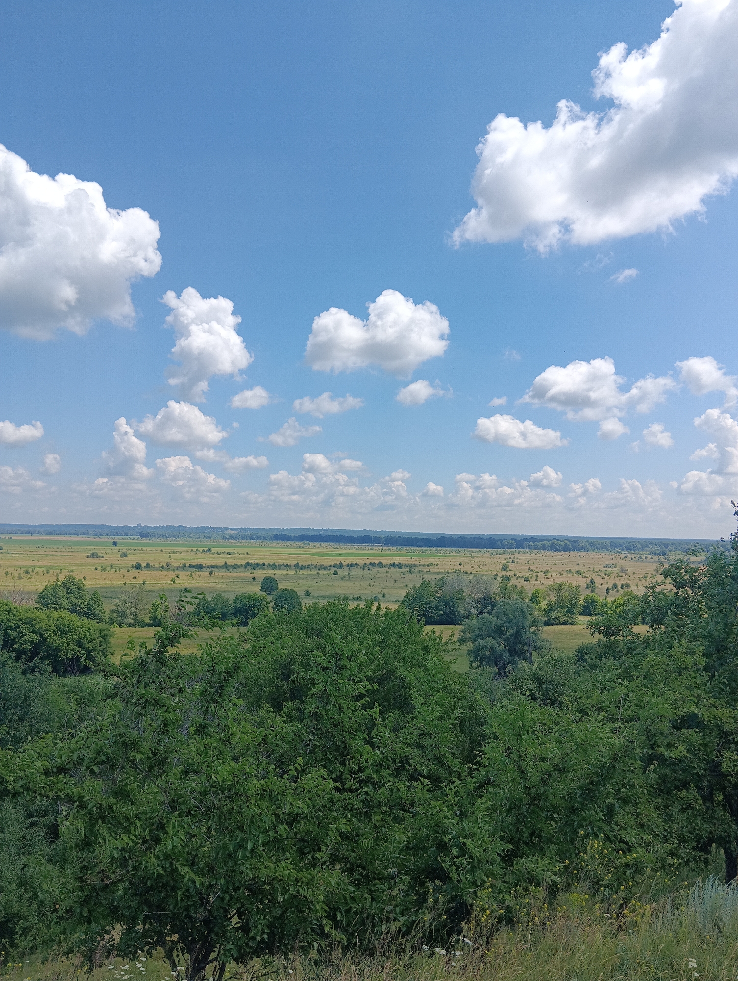 A wide, outdoor, eye-level shot captures a scenic view of a vast, open landscape under a bright blue sky filled with fluffy white clouds. In the foreground, lush green trees and foliage create a dense border. Beyond this, the landscape unfolds into a rolling expanse of fields, dotted with smaller trees and shrubs, stretching towards a distant, tree-lined horizon. The sky is a dominant feature, with numerous white cumulus clouds scattered across its blue canvas. The overall impression is one of natural beauty and tranquility.
