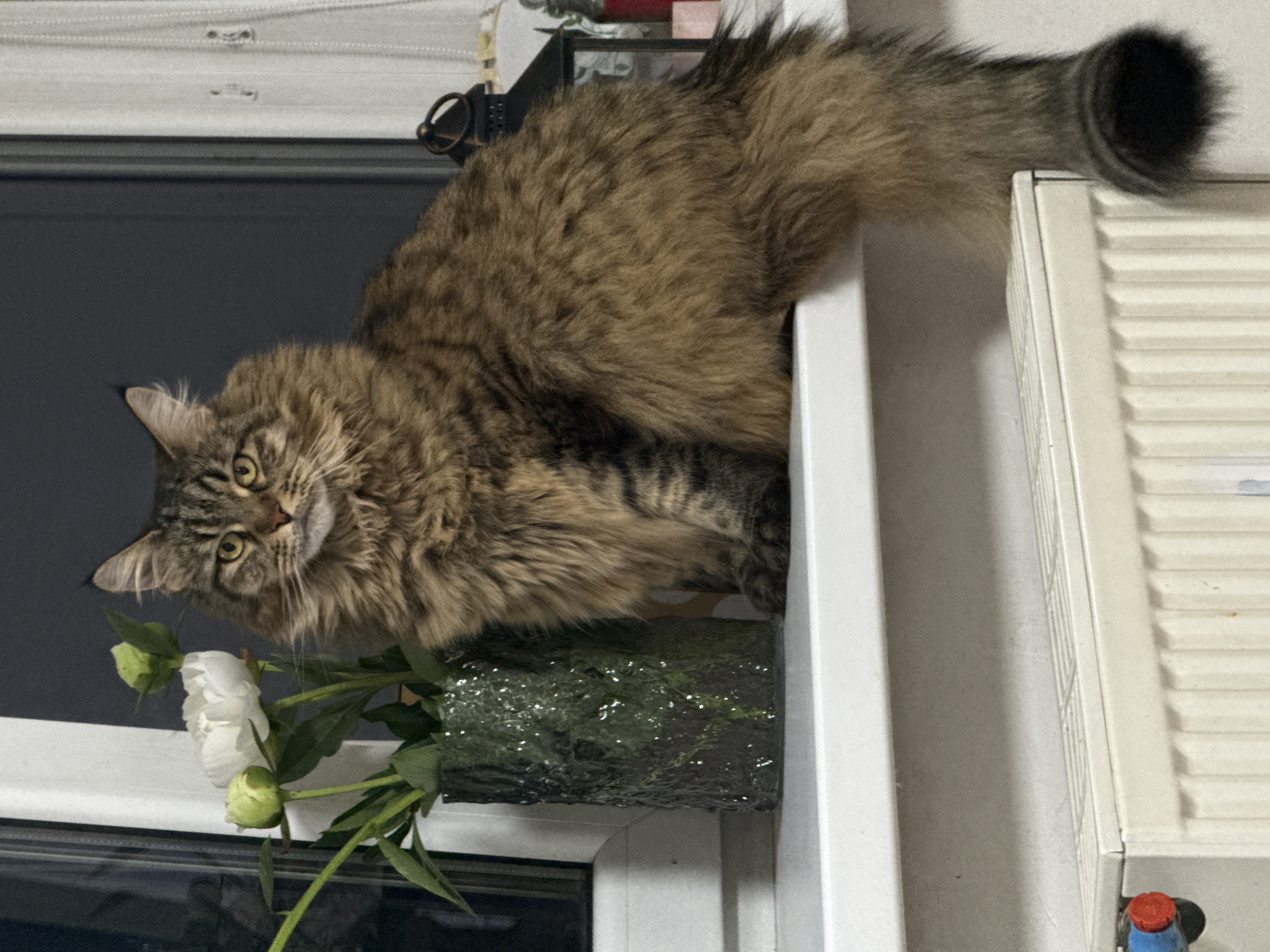 A fluffy brown tabby cat sits on a white windowsill in Izhevsk, Russia. To the left of the cat is a green glass vase with two white peony buds and one open white peony. The cat is facing forward with its head slightly tilted. Behind the cat, a window with white sheer curtains is visible. Below the windowsill is a white radiator. The overall lighting suggests it is indoors during the evening.