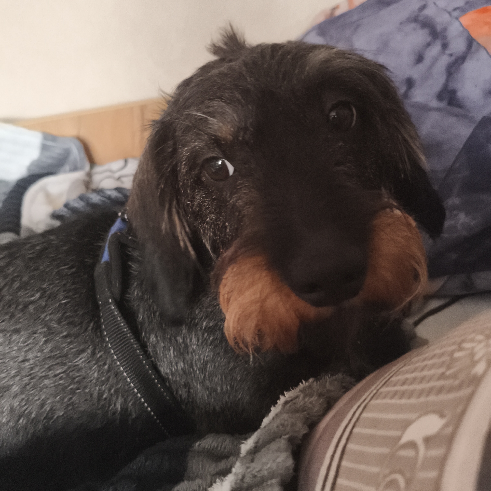 A medium close-up shows a wire-haired dachshund dog lying on bedding. The dog's fur is mostly black and gray, with tan-colored fur around its muzzle, giving the appearance of a beard or mustache. It has dark, round eyes that are focused on the viewer. A black harness with blue accents is visible on the dog's chest. The bedding is patterned in shades of blue, gray, and brown. The location is unknown.