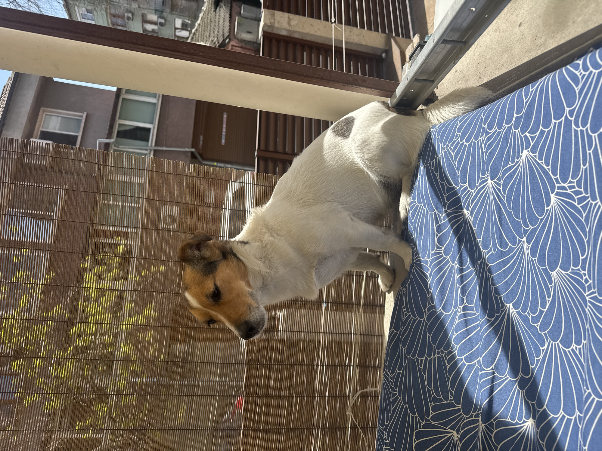 The image, oriented on its side, captures a dog on a balcony overlooking a residential area in Plovdiv, Bulgaria, under bright daylight. The primary subject is a medium-sized dog with white fur, distinct brown and tan markings on its head, and a black spot on its back near its tail. The dog is leaning with its front paws on a blue outdoor cushion, which features a repeating white fan or seashell-like pattern. Its head is turned to the left and slightly down, suggesting it is observing something beyond the balcony railing or below.
Behind the dog and forming a significant part of the background is a bamboo screen or fence, through which sunlight filters, creating a play of light and shadow. Beyond the balcony and screen, several multi-story residential buildings are visible, characterized by numerous windows and balconies. At least one building shows visible air conditioning units. The balcony itself has a two-toned railing, dark brown on top and a lighter beige/cream underneath. The strong lighting indicates a clear, sunny day, likely mid-morning or afternoon. There is no visible text in the image.
