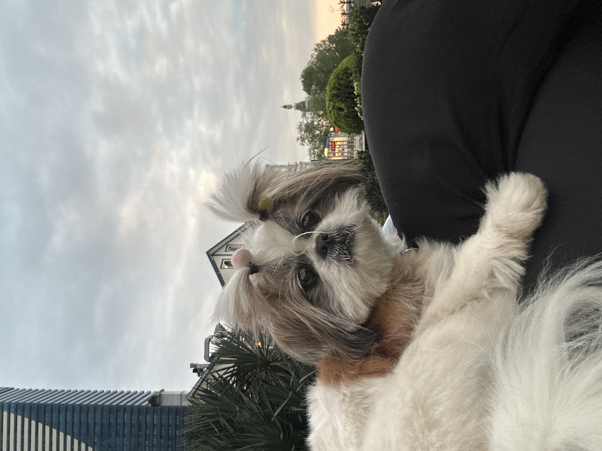 A Shih Tzu dog is being held up with one paw facing the camera. The dog has two small colored hair bands in their hair, and the background features a cityscape with the Chacha Tower visible. This scene is in Batumi, Georgia. The weather seems overcast.