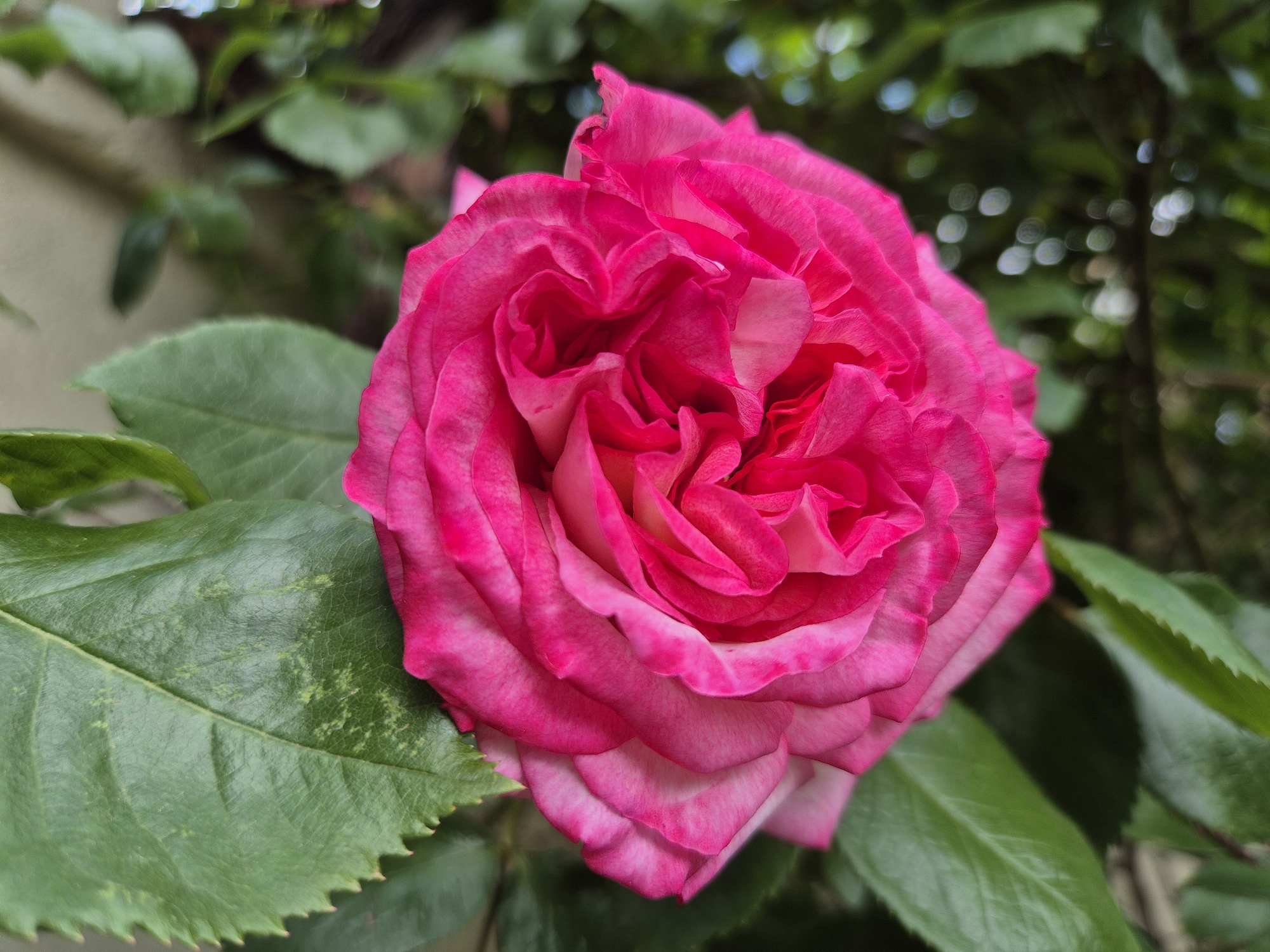 A close-up shot shows a vibrant pink rose in full bloom, surrounded by green leaves. The rose features layered petals with slight color variations. The background includes blurred green foliage and a hint of a building structure.