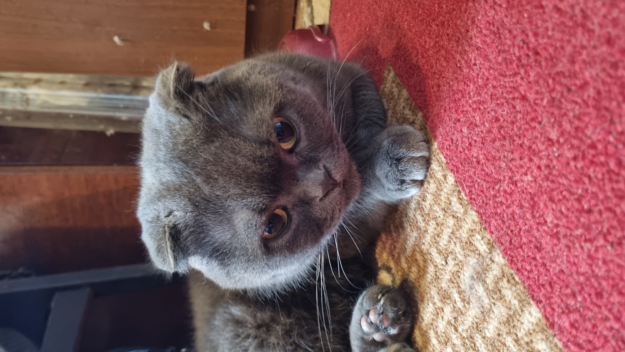 A close-up, eye-level shot captures a grey Scottish Fold cat resting on a carpeted floor. The cat's head is tilted down, with its ears folded and eyes looking forward. The carpet features a pattern of beige and red stripes. In the background, a wooden cabinet and a dark surface are visible. The scene appears to be indoors, likely in a residential setting in Vysokoe, Russia.