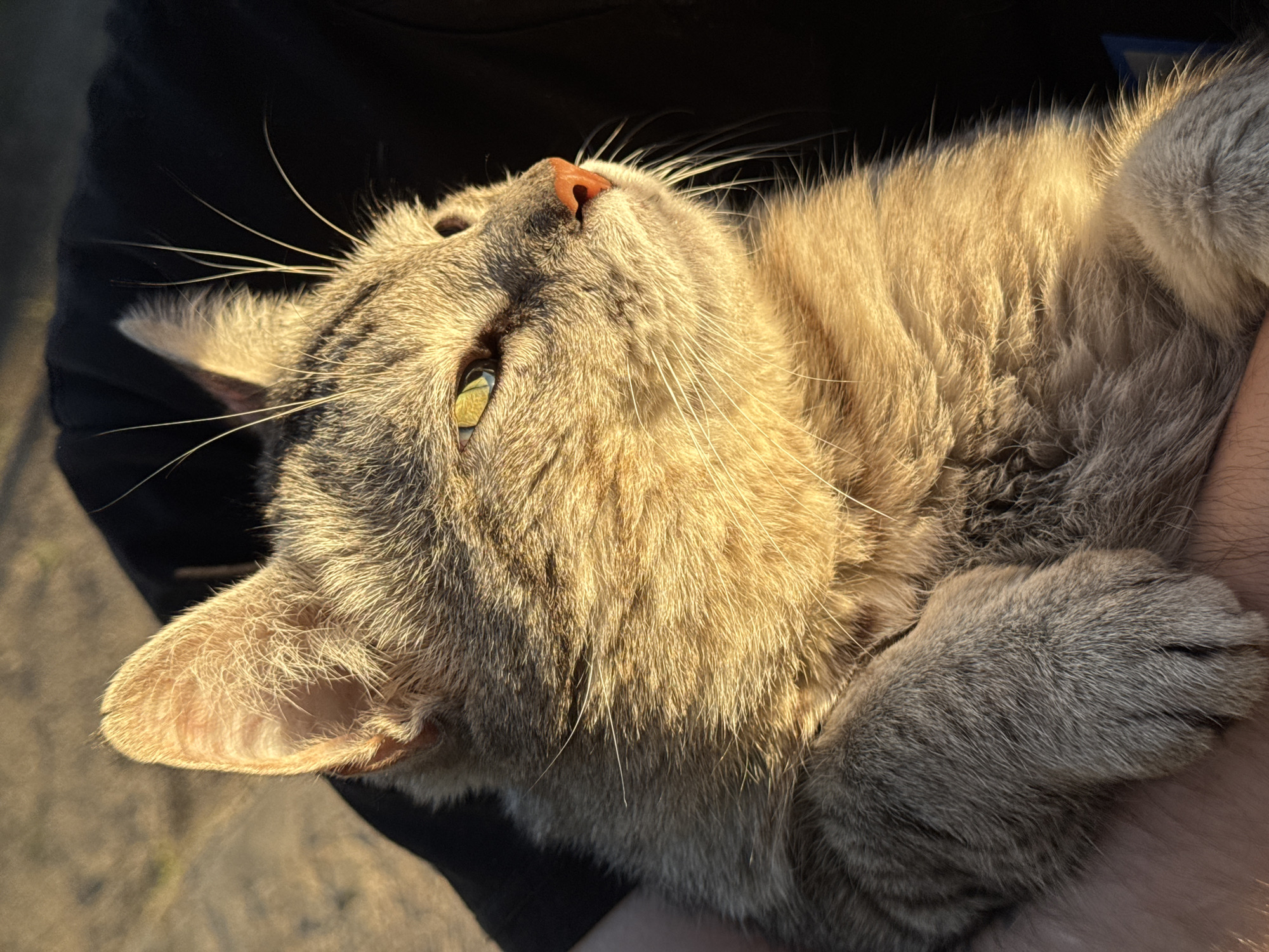 An outdoor, close-up, eye-level shot focuses on a tabby cat's face, illuminated by warm, golden hour sunlight. The cat, positioned in the lower right quadrant of the frame, gazes intently to its right, its green eyes reflecting the light. Its fur is a mix of gray and brown tabby markings, with lighter fur on its chest and legs. A pink nose and long, white whiskers are visible. The cat is being held by a person, whose hand is visible in the lower left of the image, supporting the cat's body. The background is dark and blurred, possibly clothing, with some suggestion of an outdoor setting with a concrete surface in the upper left corner.