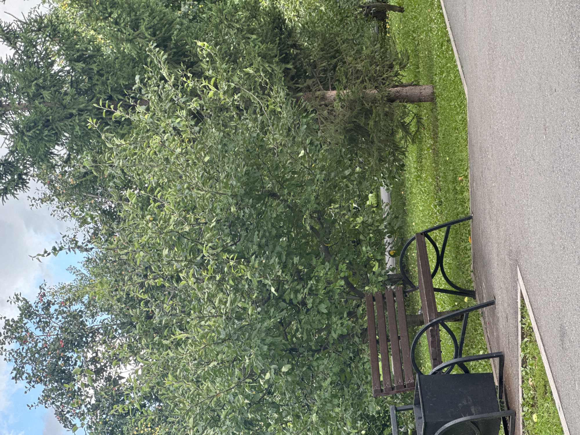 The image shows a park scene in Ufa, Russia, featuring a paved walkway in the foreground. To the left of the walkway, a dark-colored trash can stands next to a wooden bench with a dark metal frame. Behind the bench and trash can, a lush green lawn is visible, dotted with fallen apples. Several trees are prominent in the background, including a large evergreen conifer and a deciduous tree laden with small red and yellow fruits, suggesting an orchard or fruit-bearing trees. The sky above is partly cloudy. There are no people visible in the scene.