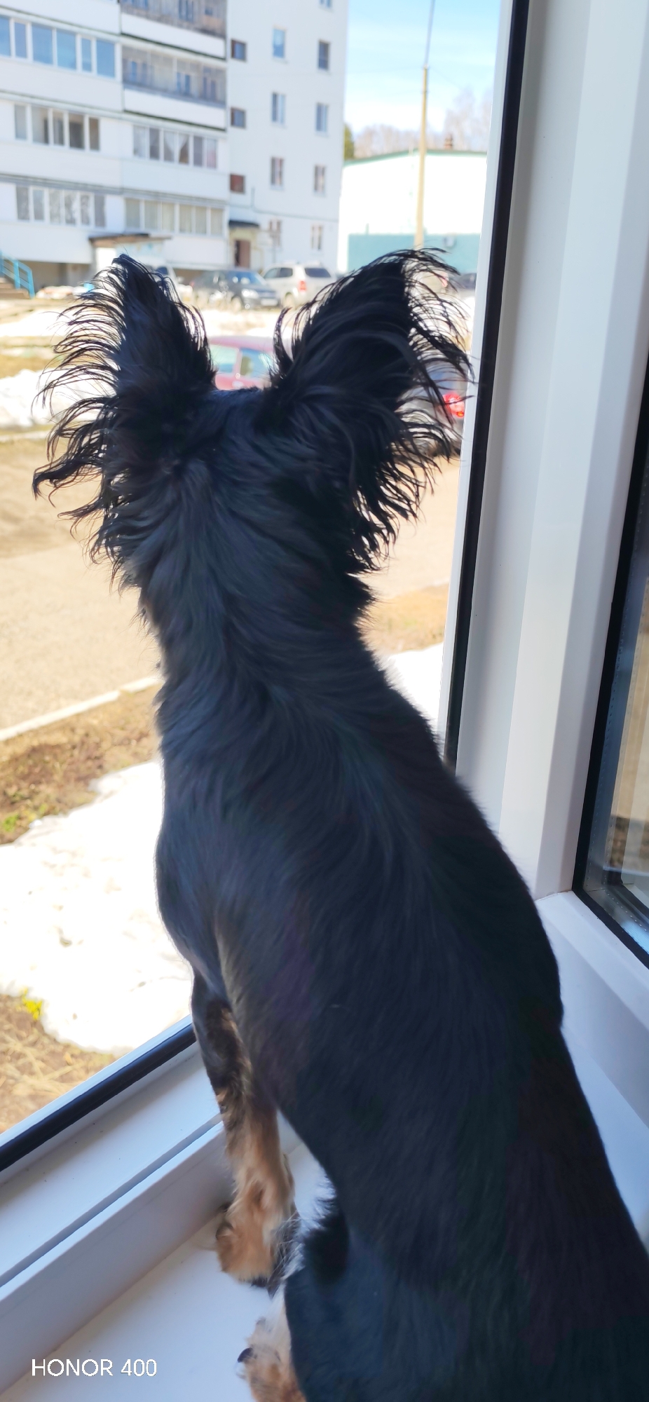 A black Russian Toy Terrier sits on a white window sill, gazing out. The terrier's long, pointed ears are prominently displayed. Outside, a building is visible, along with parked cars and patches of snow. The photo includes the watermark "HONOR 400." Based on the outdoor setting and the likely location of the photograph, this is Noviy, Russia.