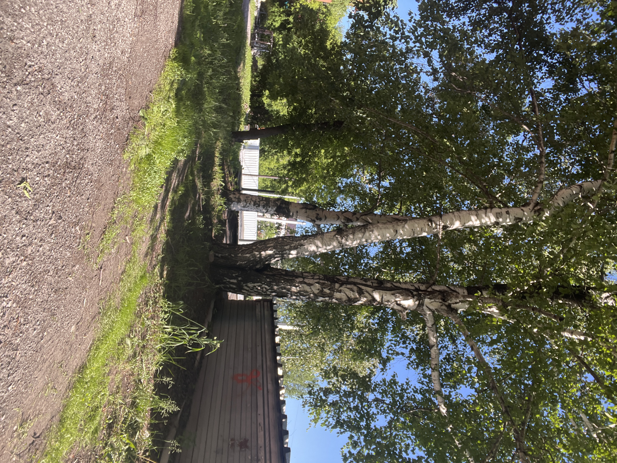 The image depicts a scene in the city of Kiselyovsk, Russia. In the foreground, a gravel path curves to the left, bordered by a strip of green grass. Behind the grass, a cluster of birch trees stands prominently, their white and black bark contrasting with the lush green foliage overhead. The sun casts dappled shadows from the trees onto the ground. In the background, a weathered, corrugated metal fence runs horizontally across the frame. A faint red spray-painted symbol is visible on the fence. Beyond the fence, more trees and some structures can be seen. The sky above is a clear blue.