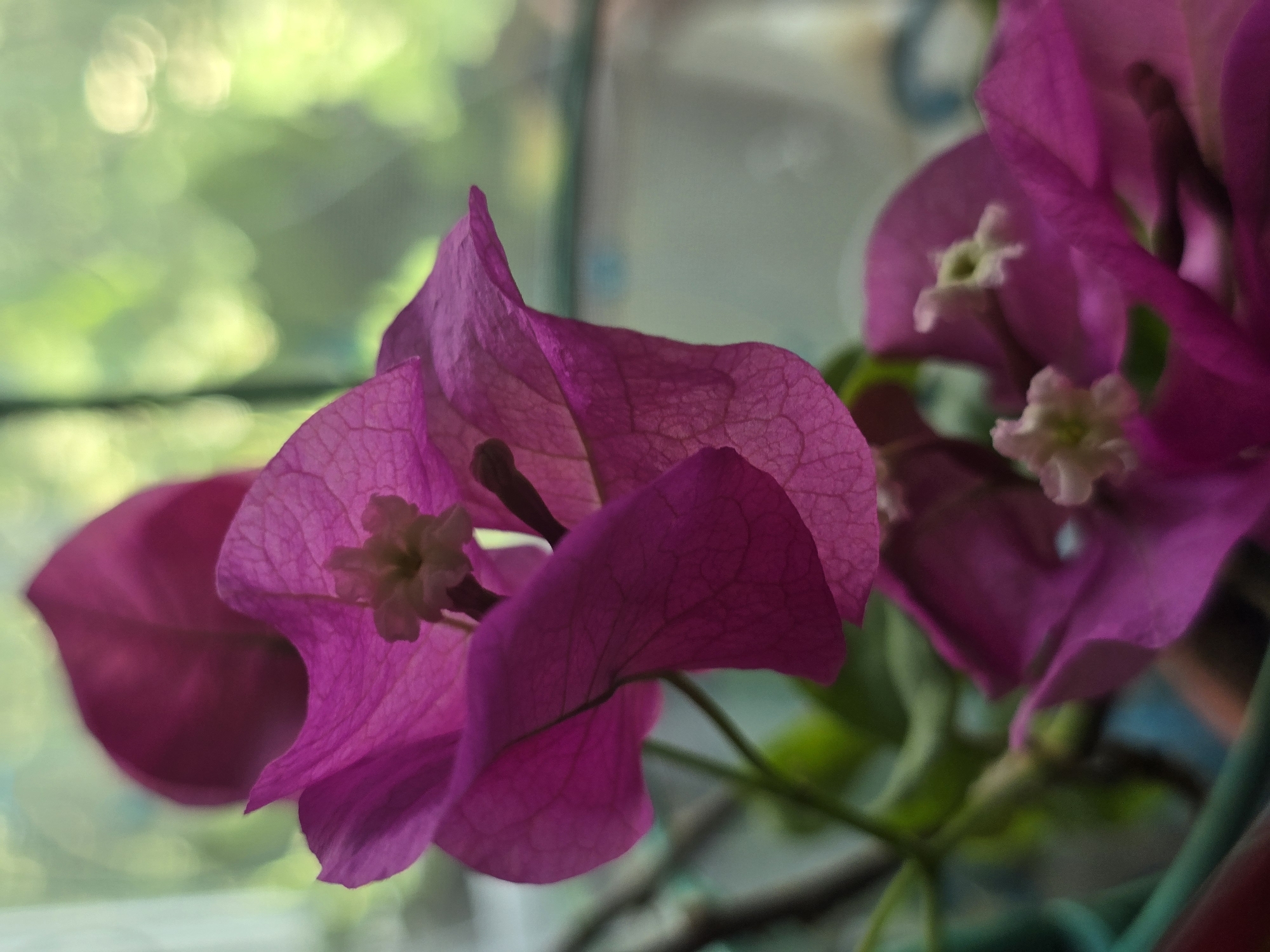 This is a close-up, shallow depth-of-field photograph of vibrant magenta bougainvillea flowers. The flowers are the primary subjects, with their delicate, paper-like bracts and tiny, greenish-white true flowers visible in the center of some. The lighting suggests it is daytime, with soft, diffused light creating a gentle glow.
The background is a blur of soft green and yellow, indicating foliage or perhaps sunlight filtering through leaves, and a muted, hazy light blue and gray area, possibly a window or wall. The overall setting appears to be a plant-filled area, likely outdoors or near a window, given the natural light and greenery. The image does not contain any people, text, or specific events. The focus is entirely on the intricate details and vivid colors of the bougainvillea. The location context of Serebriansk, Kazakhstan, suggests a potentially temperate or continental climate where such flowering plants might be cultivated. The composition is artistic, emphasizing the textures and translucent qualities of the flower petals.