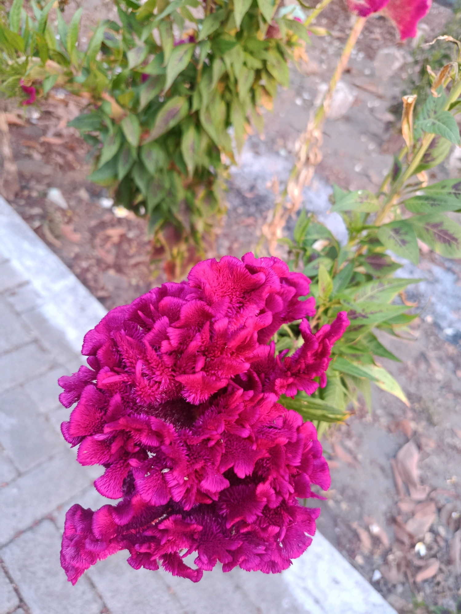 An overhead, close-up shot displays a vibrant, ruffled, fuchsia-colored Celosia flower in the foreground. The flower's textured petals are densely packed, creating a richly detailed surface. Behind the bloom, green leaves, some with maroon markings, emerge from a thin stem. The background is blurred, showing a textured surface composed of gray cobblestones and dry, brown soil scattered with dead leaves. The overall setting appears to be an outdoor environment, possibly a garden or walkway, with elements suggesting an urban or semi-urban location in Glanggang, Indonesia. No people are present in the image.