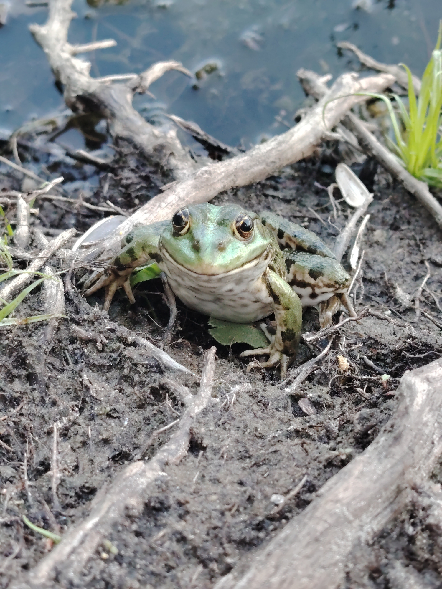 A medium shot captures a green frog positioned in the foreground, partially submerged in mud and surrounded by fallen branches. The frog is facing forward, its eyes clearly visible and its body slightly angled. The background shows dark water with some branches and a few blades of green grass to the right. The scene appears to be a natural outdoor setting, possibly a pond or marsh area. There is no indication of the city of Kyiv, Ukraine within the image itself.