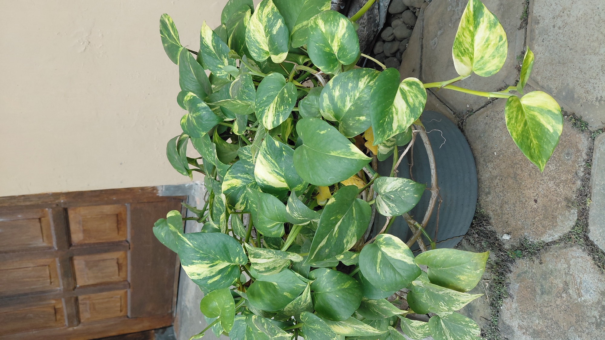 The image shows a potted Golden Pothos plant with variegated green and yellow leaves, positioned outdoors. The plant is in a dark gray planter, which sits on a paved area composed of irregular, light-colored stones interspersed with patches of dry soil and sparse vegetation. Behind the plant, a wooden door with a paneled design is visible on the left, and a plain, light-colored wall is on the right. The scene appears to be an exterior residential or building setting. The location is identified as Pasirmuncang, Indonesia.