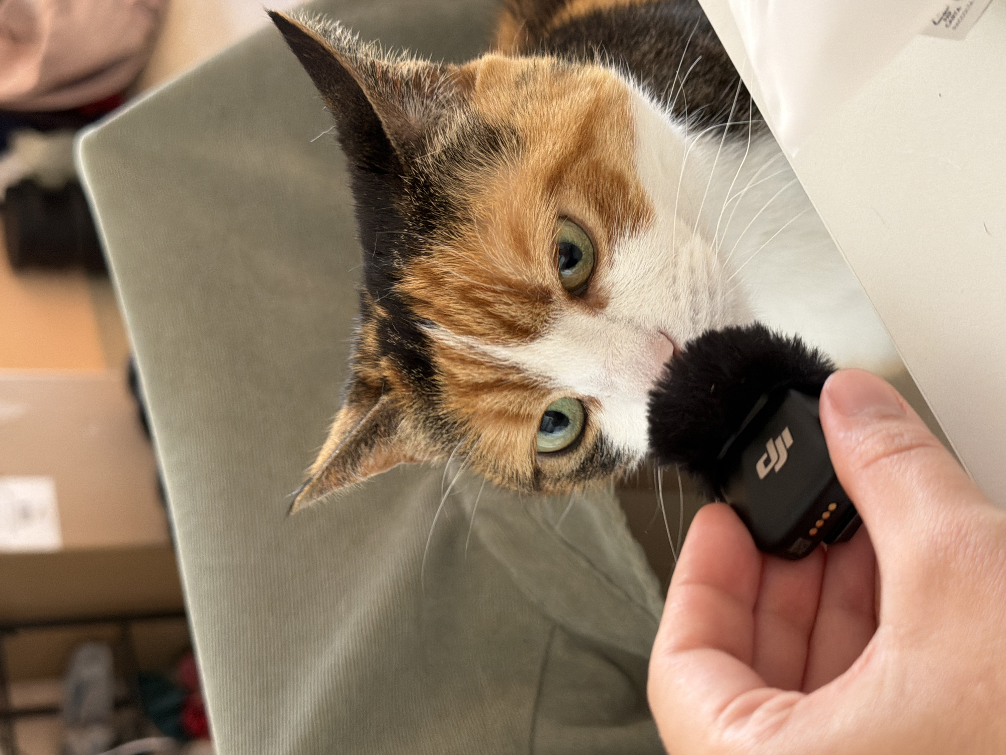A calico cat is nuzzling a small, black DJI microphone with a furry windscreen. The microphone is being held by a person's hand, which is visible on the right side of the frame. The cat is lying on a person's lap, which is covered in light olive-green fabric. The scene is indoors, with a white surface visible on the upper right, and a blurred background showing boxes and other objects. There is no information to indicate that the location is Tel-Aviv, Israel.