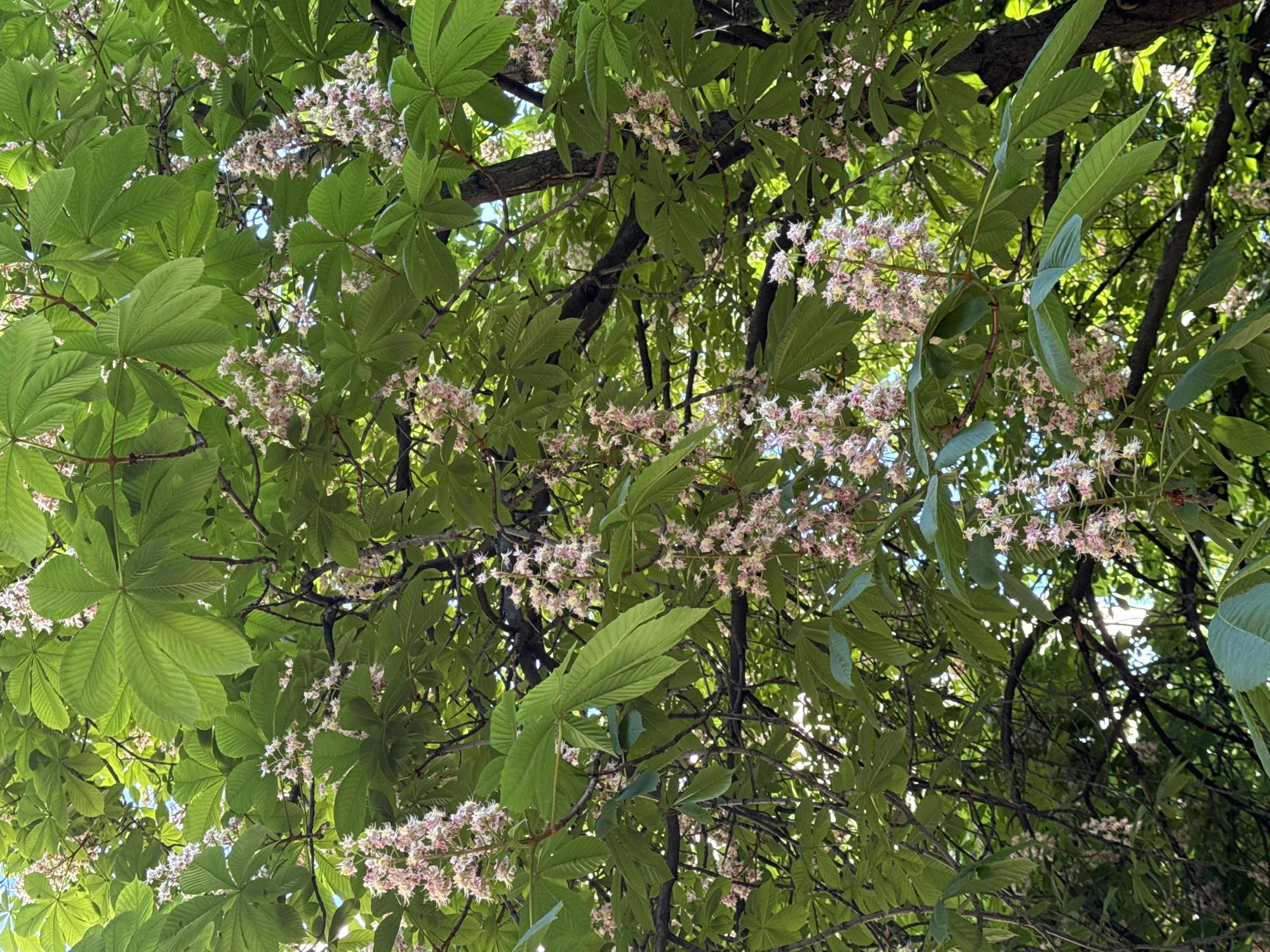 The image captures a vibrant, upward-looking view into the dense canopy of a flowering tree, likely a Horse Chestnut (`Aesculus hippocastanum`). Lush green, palmately compound leaves dominate the foreground and midground, creating a rich mosaic of foliage. Sunlight filters through the leaves, casting bright highlights and dappled shadows, suggesting a bright daytime setting.
Interspersed among the leaves are numerous clusters of small, delicate flowers. These flowers, predominantly pale pink and white with hints of yellow or red, are arranged in upright, conical panicles, characteristic of chestnut blossoms. They appear to be in full bloom, signaling spring or early summer. Darker tree branches and twigs are visible peeking through the foliage, providing structural depth to the scene.
There are no people or specific man-made objects visible, focusing entirely on the natural beauty of the tree. The perspective from below gives the impression of being immersed within the tree's foliage. While the image itself does not contain explicit location markers, the presence of Horse Chestnut trees is common in cities like Saint Petersburg, Russia, aligning with the provided context. There is no visible text in the image. The overall impression is one of natural abundance, freshness, and the vitality of nature.