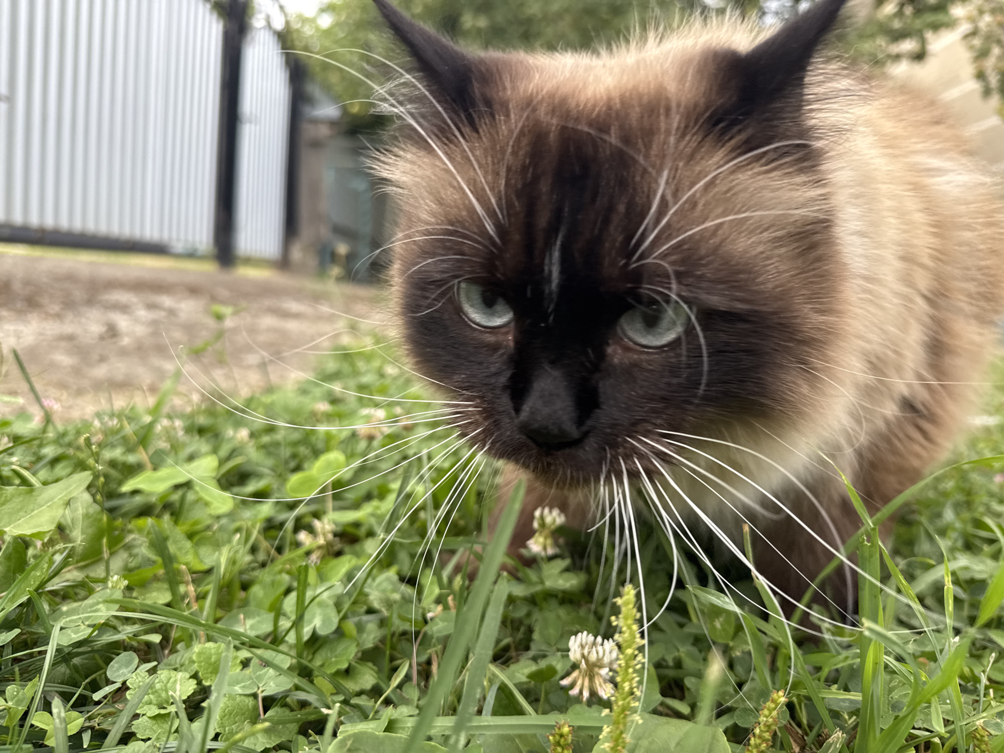 A close-up, low-angle shot shows a brown and tan Siamese cat with piercing blue eyes looking directly at the camera. The cat's fur is fluffy, and its whiskers are long and white. The cat is positioned in the foreground, surrounded by lush green grass and clover. In the background, a white corrugated metal fence is visible, along with some greenery and a blurred structure. The lighting suggests an outdoor, daytime setting.