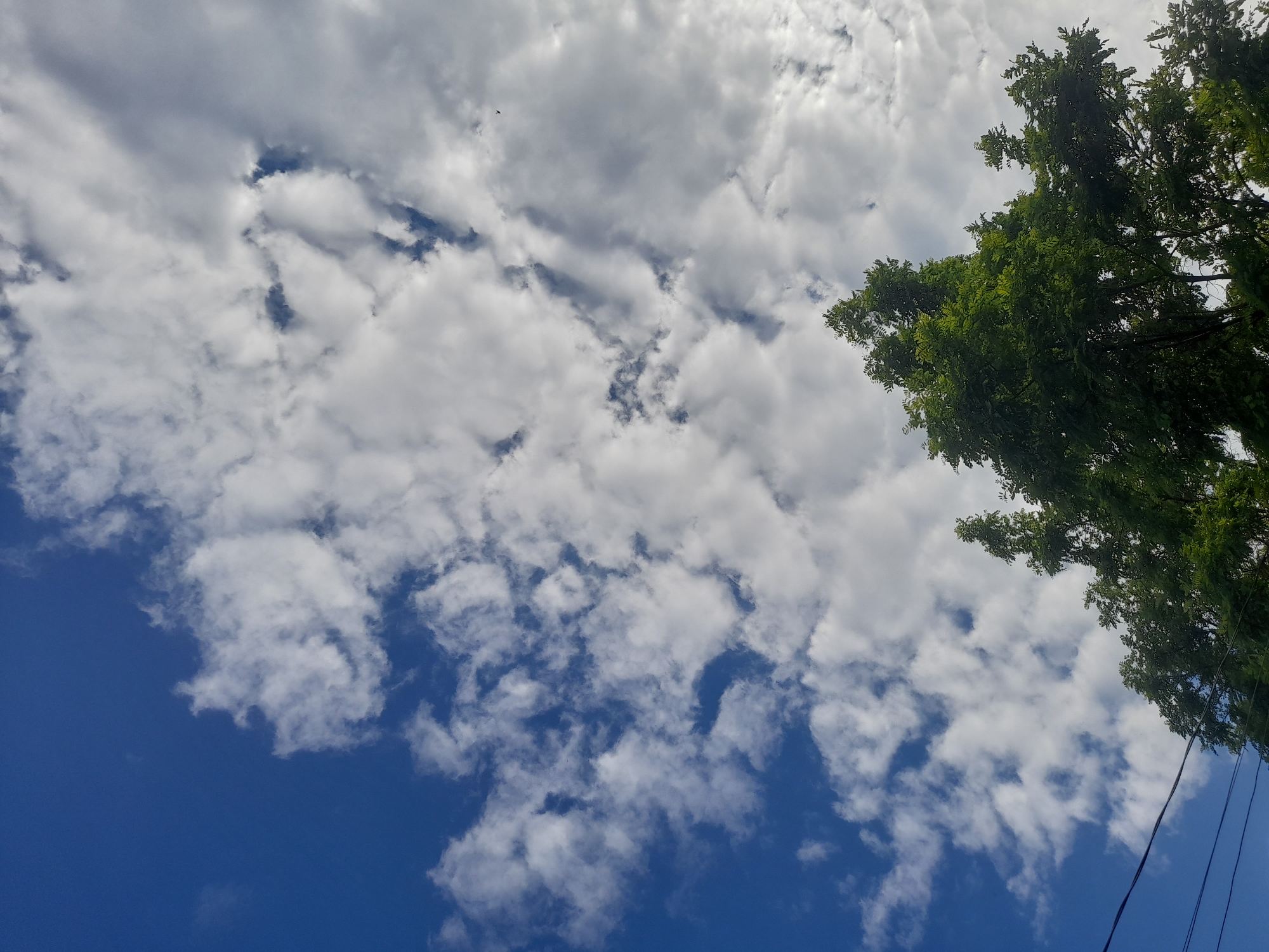 A low-angle shot captures a vibrant blue sky dotted with fluffy white clouds. The top of a lush green tree is visible in the foreground, its leaves illuminated by sunlight. Power lines stretch across the bottom left of the frame. The scene is set against a backdrop of the Kliushnykivka, Ukraine skyline.