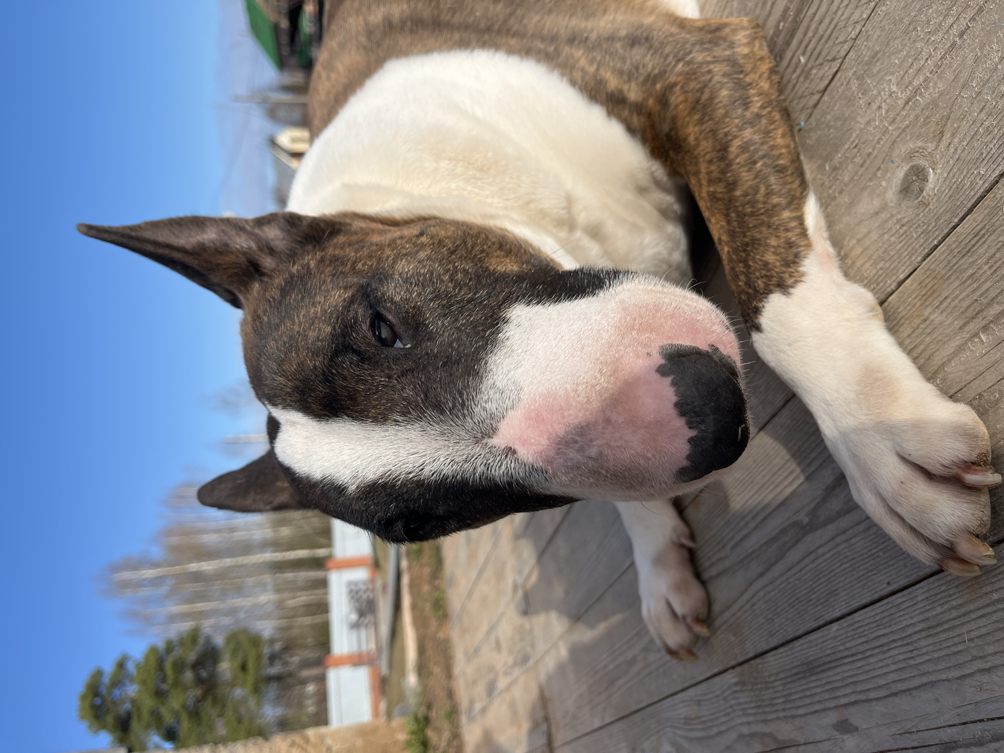 The image shows a Bull Terrier lying on a wooden deck outdoors. The dog is brindle and white, with a pink and black nose. The dog is lying down and looking at the camera. The background includes a blue sky, trees, and a fence. The location is Chaikovsky, Russia.
