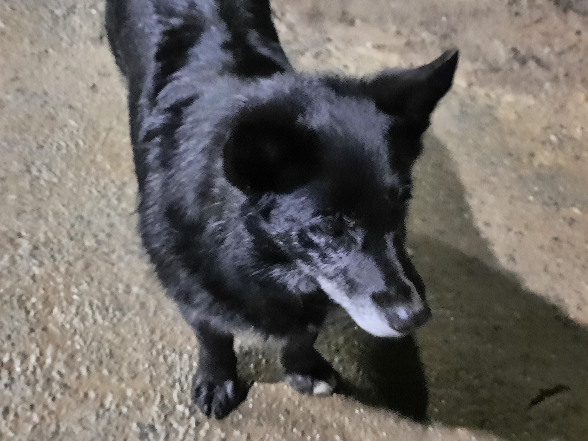A black dog with a grey muzzle is standing on a sandy, textured surface. The dog is looking downward, with one ear perked up. The scene is dimly lit, and the dog casts a shadow. The location is not identifiable as Krasnogorskoye, Russia, from the image alone.
