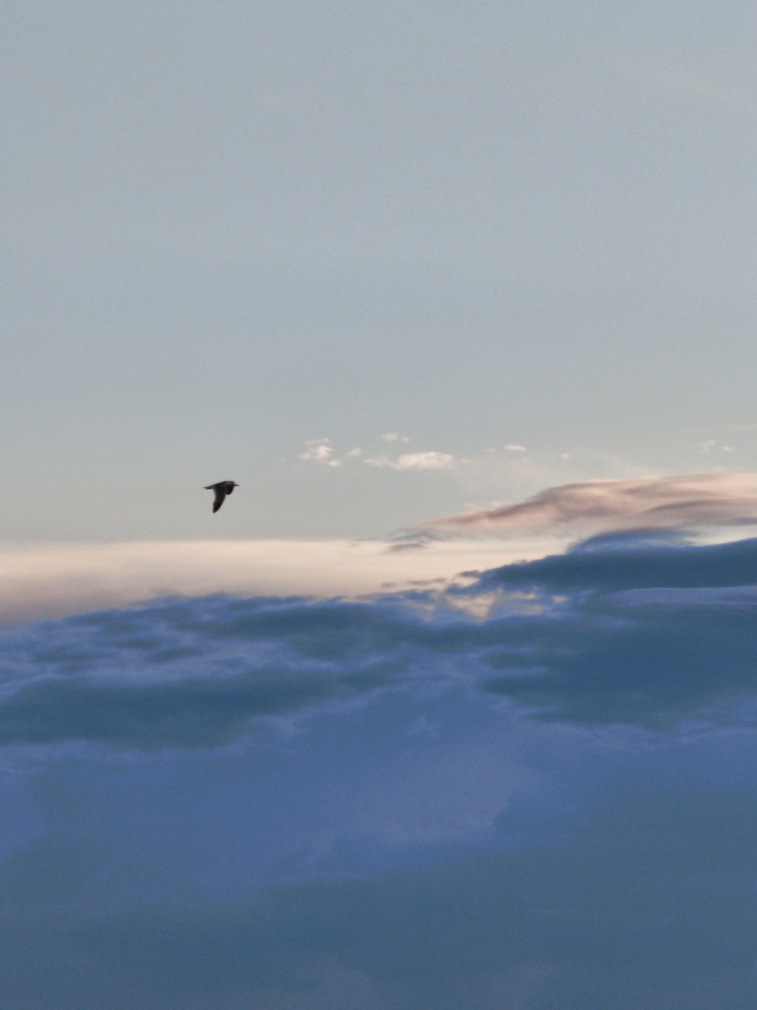 A bird in silhouette is captured in mid-flight against a soft, gradient sky transitioning from a pale blue at the top to a warmer, pinkish hue closer to the horizon. Below the bird, a line of clouds is visible, with darker, more turbulent clouds forming the lower portion of the frame. The scene appears to be a natural outdoor environment, possibly a coastal or lakeside setting given the presence of clouds and the open sky. There is no indication of any urban environment, including the city of Listvyanka, Russia, within the image.