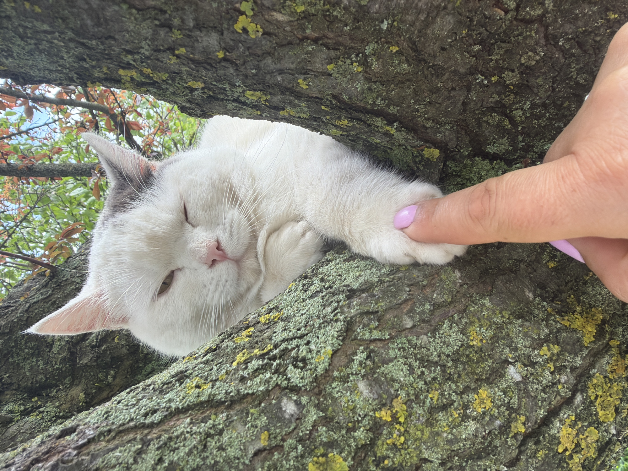 A white cat with gray markings on its head rests on a moss-covered tree branch. A human finger, painted with light purple nail polish, touches the cat's paw. Tree branches with green leaves are visible in the background, suggesting an outdoor setting. The location is Leningradskaya, Russia.