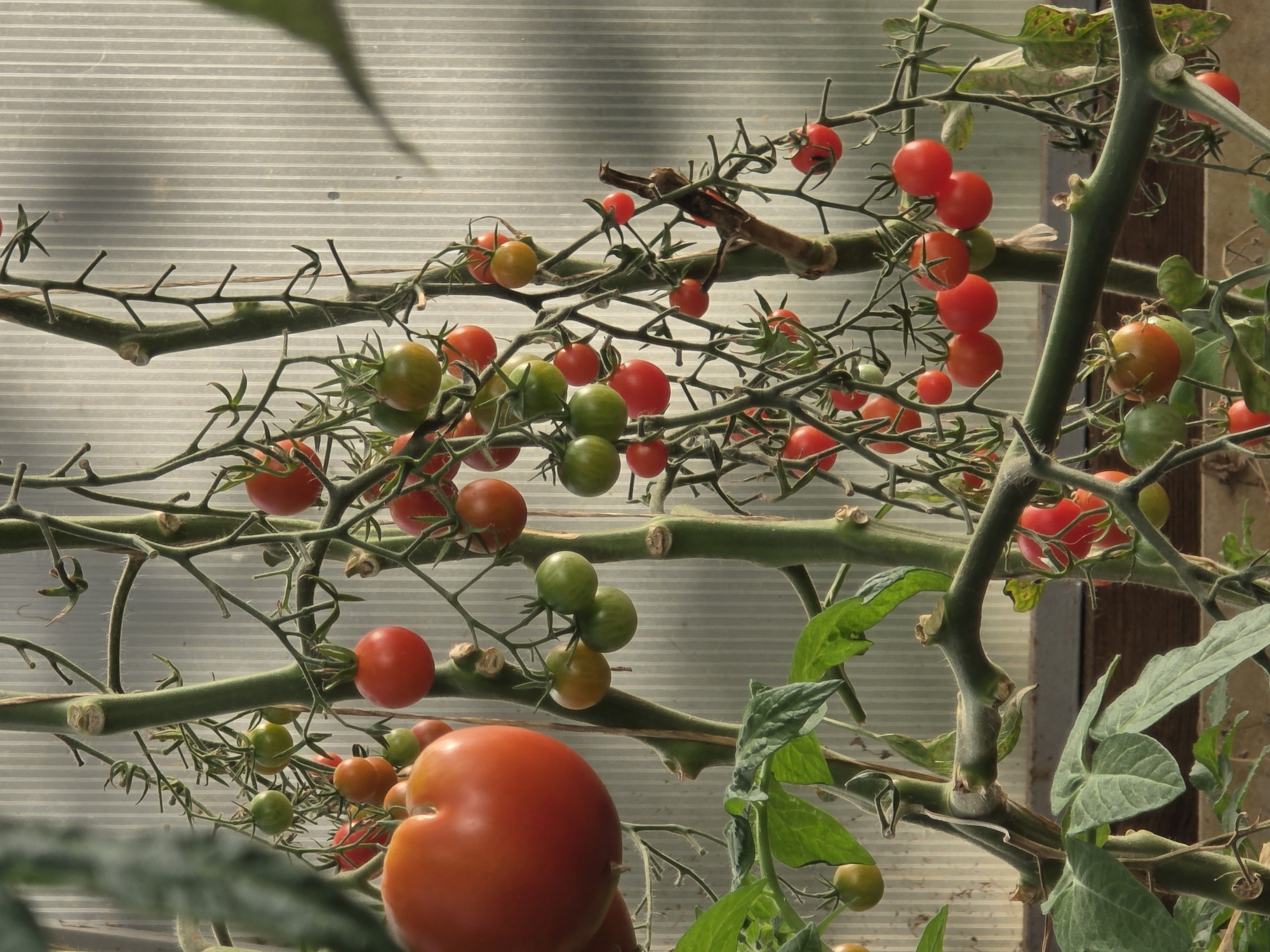 The image depicts a greenhouse in the city of Rechytsa, Russia, showcasing a tomato plant laden with ripe and unripe fruits. The plant, with its characteristic green vines and branches, is a focal point, with numerous tomatoes of varying sizes and colors, from bright red to green and orange, visible. The tomatoes are clustered together, some still attached to their stems, while others are ripe and appear ready for harvest. The background consists of a corrugated plastic wall, typical of greenhouse construction, allowing diffused light to penetrate and illuminate the scene. The overall impression is one of abundance and natural growth, with the tomatoes representing the fruits of agricultural labor within the controlled environment of the greenhouse.