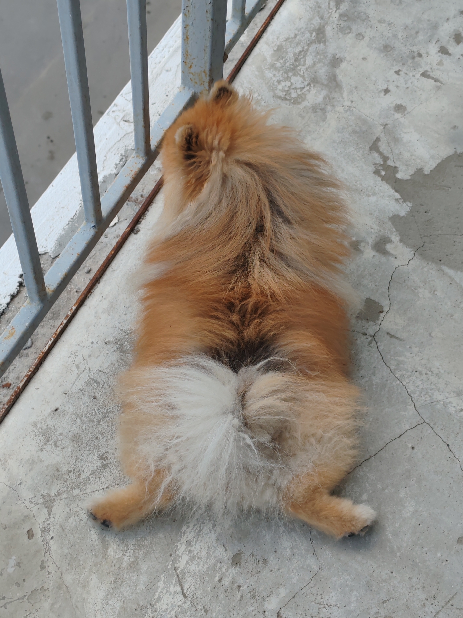 A Pomeranian dog is lying on a concrete surface next to a metal fence. The dog is viewed from behind, and its fur is fluffy and light brown with some white. The concrete surface is cracked and has some stains. The metal fence is made of grey bars and has some rust. The scene appears to be outdoors. This location is in the city of Komsomolsk-on-Amur, Russia.
