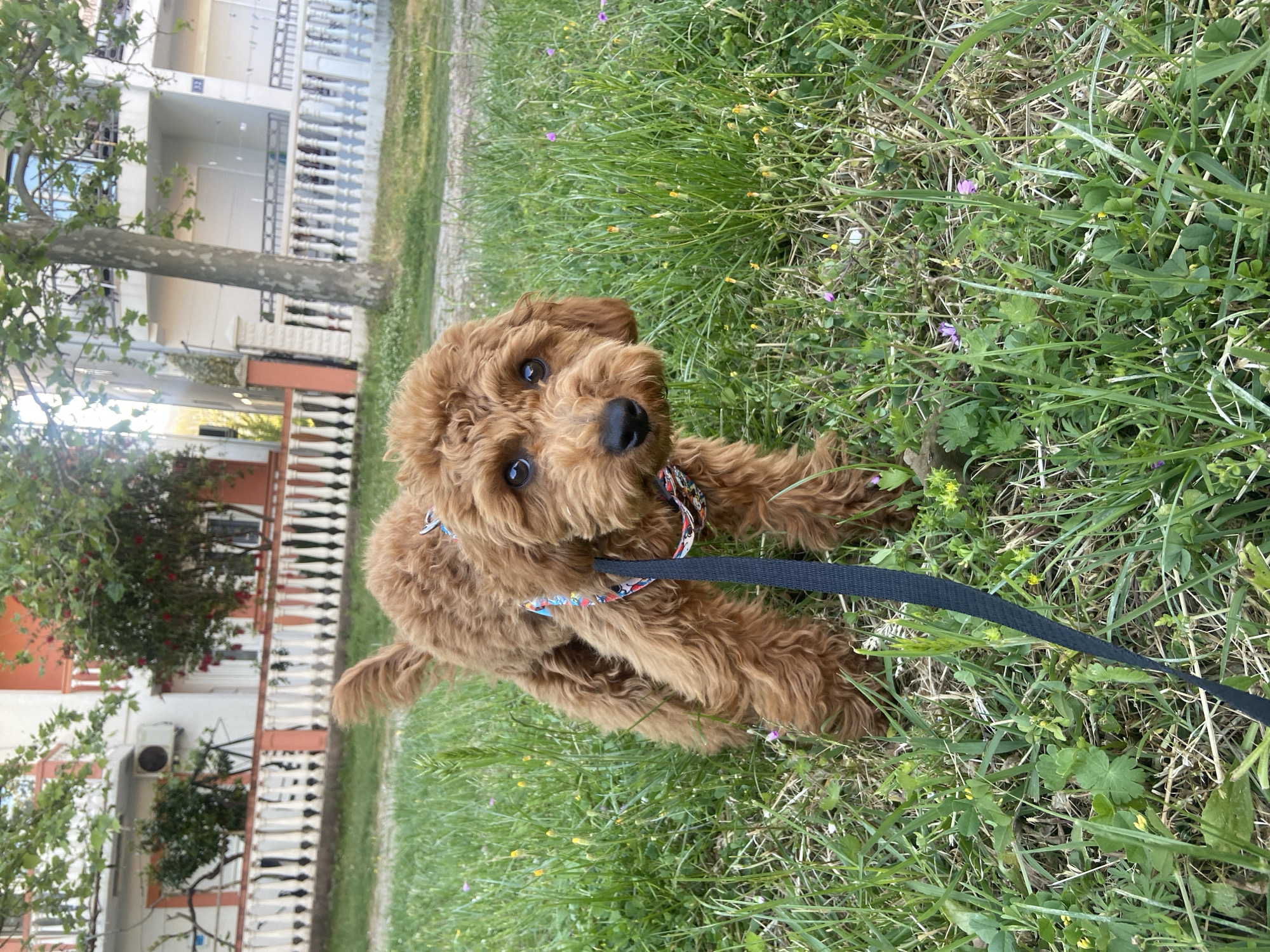 A charming, medium-sized, fluffy brown puppy, possibly a Goldendoodle or Cockapoo, is captured sitting in vibrant green grass. The puppy, with its expressive dark eyes and prominent black nose, looks directly at the viewer, conveying curiosity and attentiveness. It is adorned with a colorful, patterned harness (featuring blue, red, orange, and white geometric shapes) from which a black leash extends into the grass.
The foreground and midground are dominated by the grass, interspersed with delicate purple and yellow wildflowers. In the background, primarily on the left side of the frame, stand light-colored, multi-story residential buildings featuring balconies with decorative white balustrade railings. A mature tree with green leaves and a visible trunk partially obscures one of the buildings, and an outdoor air conditioning unit is visible on another. The architecture suggests a Mediterranean or European setting, consistent with the provided location context of Sutomore, Montenegro. The scene is illuminated by bright daylight, indicating clear weather. There is no visible text in the image.