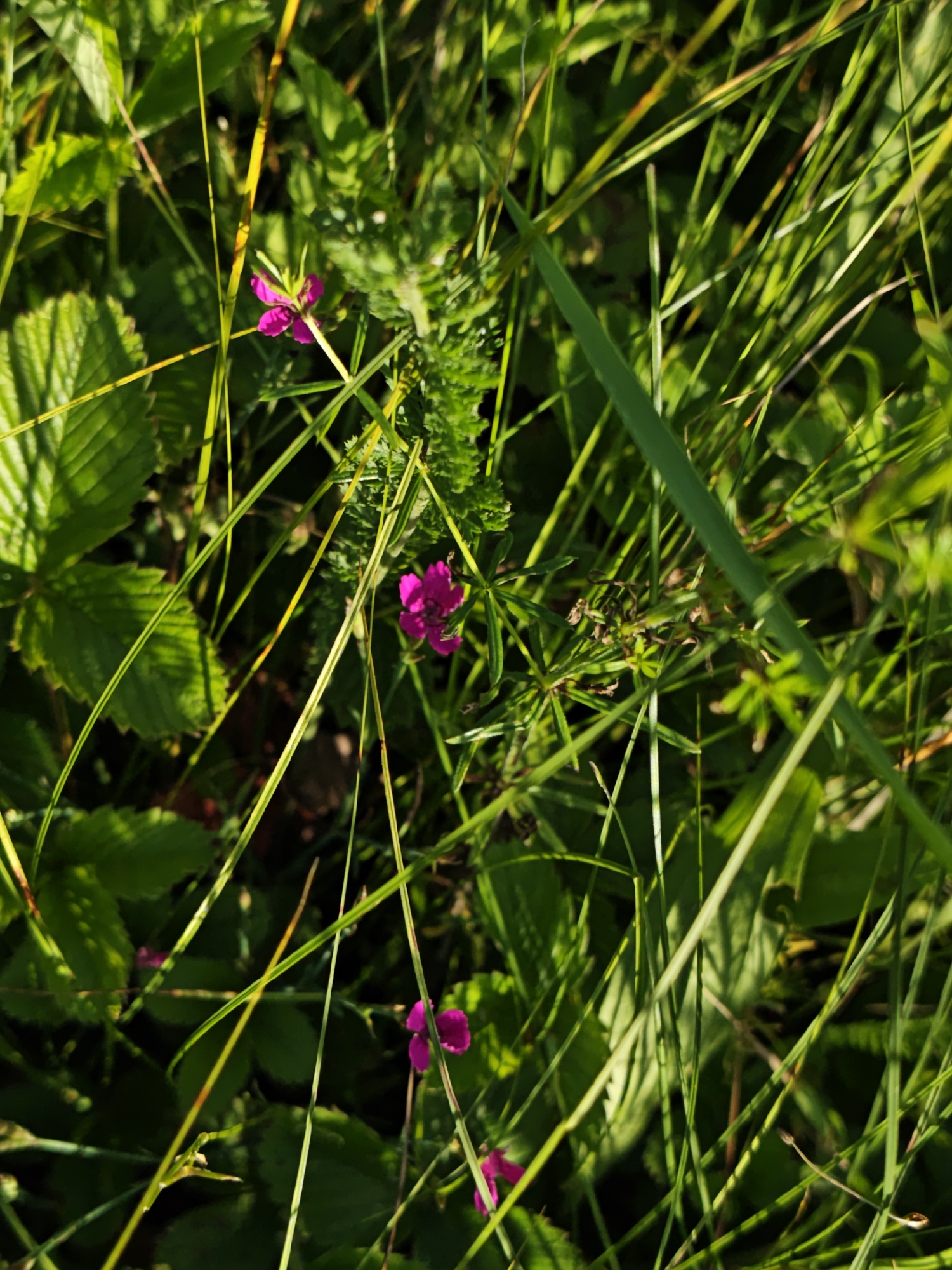The image is a close-up, outdoor shot of vibrant green grass and foliage, interspersed with several small, bright pink flowers. The lighting suggests it is daytime, with sunlight casting shadows and highlighting the textures of the plants. One flower, prominent in the upper left quadrant, has four distinct petals. Another similar flower is visible in the lower center, and a third is partially visible in the lower right. The background is a blur of green, indicating a natural, possibly wild, setting. The image does not contain any people or visible structures that would indicate a specific location within Parkhomivka, Ukraine.
