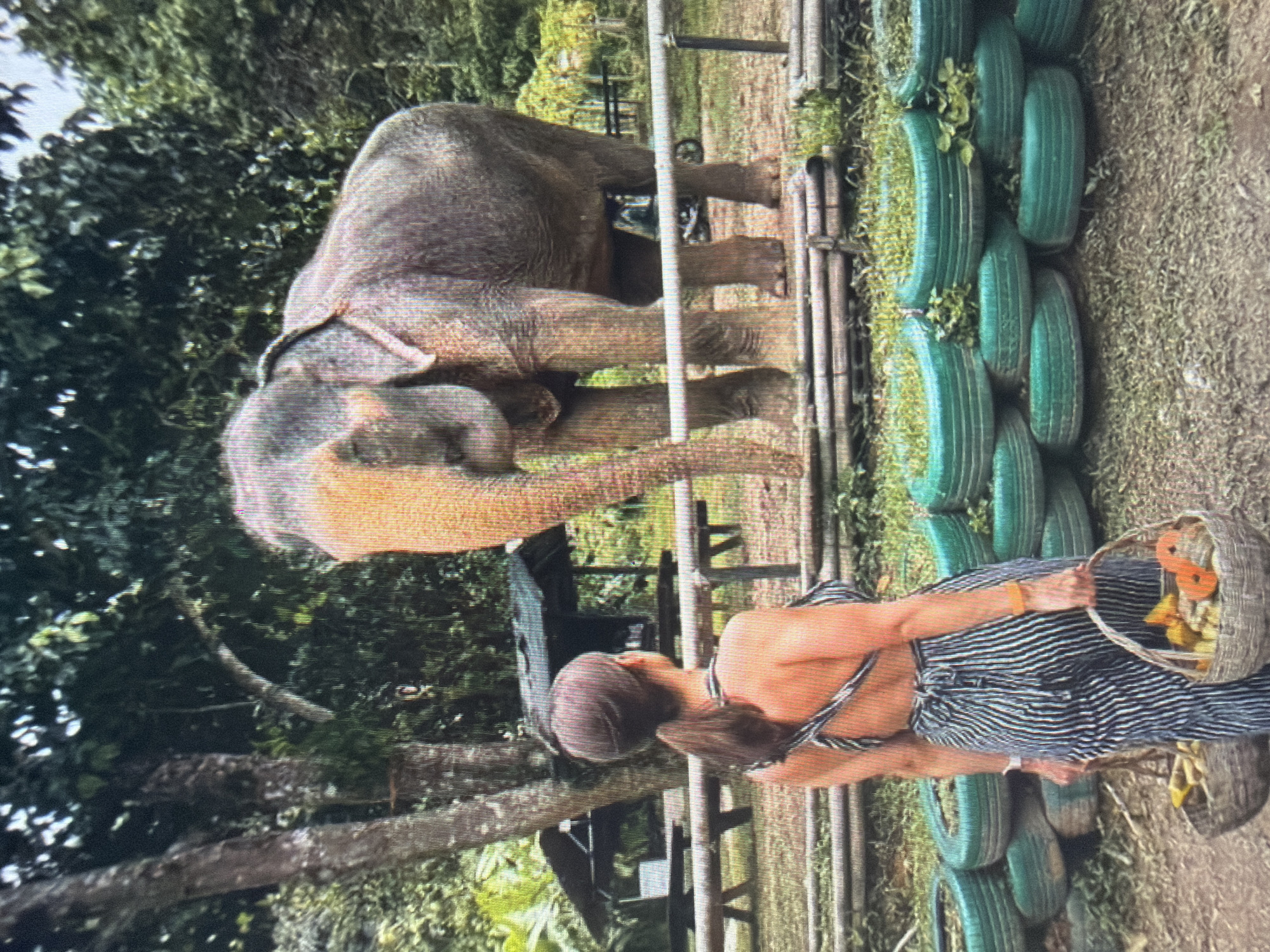 This image captures an outdoor interaction between a female individual and an Asian elephant, set in Shumen, Bulgaria.
The scene features a female observed from the back, facing away from the camera and towards the elephant. She has dark hair styled in a ponytail and is dressed in a black and white striped ensemble, comprising an open-back top with crisscrossing straps and matching wide-leg pants with a tie-waist. In each hand, she carries a woven basket containing assorted produce, primarily orange and yellow items, presumably intended as food. A watch or bracelet is visible on her left wrist.
An adult Asian elephant stands in the middle ground, positioned behind a low wooden barrier, facing partially towards the viewer's left. The elephant's skin is predominantly grey, with lighter, yellowish-orange coloration present on its face and trunk. Its large ears are visible, and it appears to be attentive to the woman.
The foreground consists of a dirt path. Along the immediate left and right edges, stacks of green-painted tires are repurposed as planters, containing small plants. Behind the wooden barrier, the ground is sparsely covered with grass. The background is dominated by dense green foliage and tall trees. Several rustic, dark-roofed wooden structures, resembling shelters or pavilions, are visible amongst the trees. A portion of a motorcycle or scooter is partially discernible beneath the wooden barrier, behind the elephant's legs. The overall environment suggests a natural or semi-natural park setting.