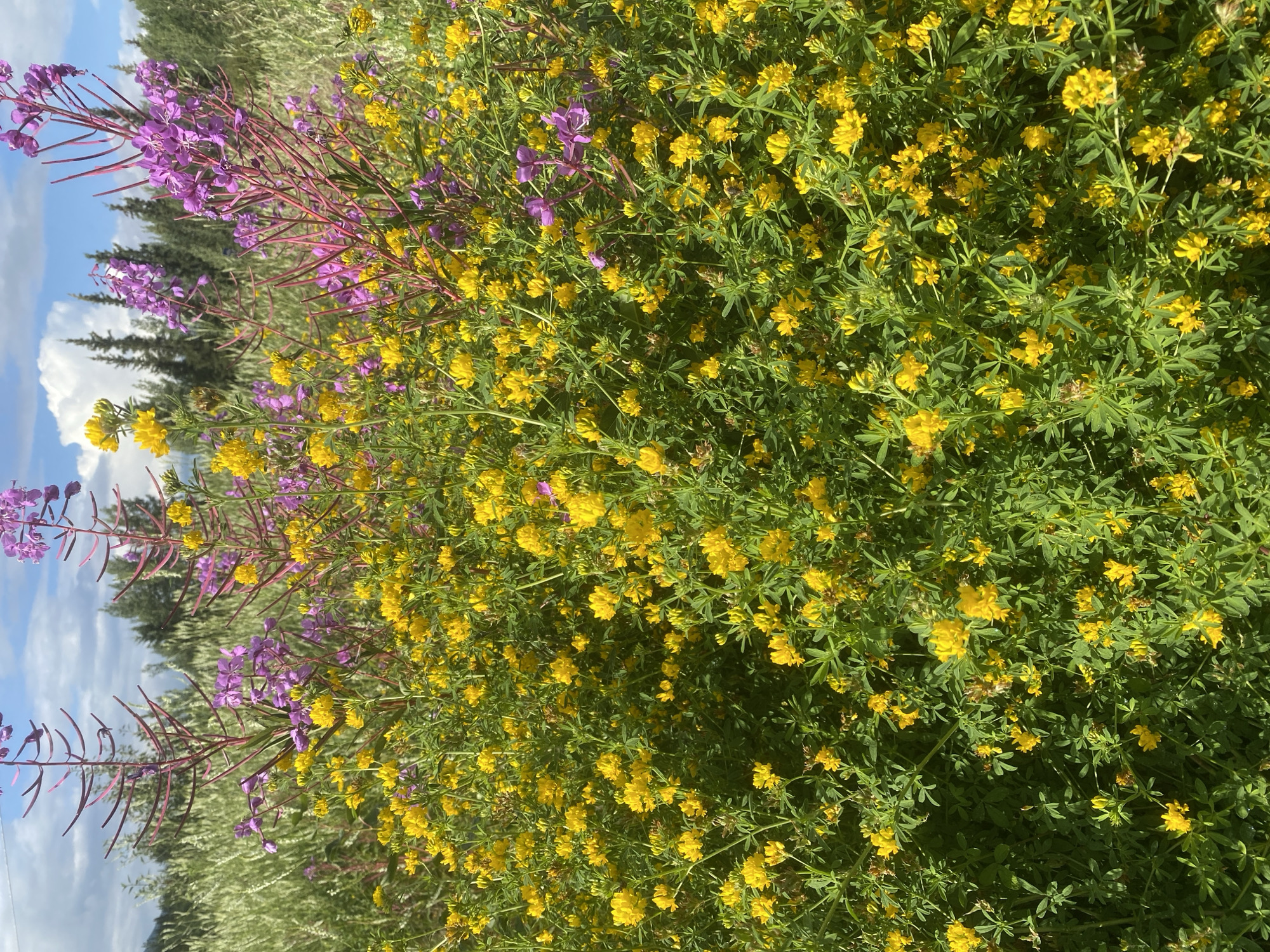 This is a photograph taken in Haines Junction, Canada, depicting a dense field of wildflowers. The foreground is dominated by bright yellow flowers with green foliage, interspersed with taller stalks of vibrant purple flowers. In the background, a line of coniferous trees stands against a sky with scattered white clouds. The image captures a natural, outdoor scene, likely during the daytime, with a focus on the floral landscape. There are no people or discernible objects other than the vegetation.