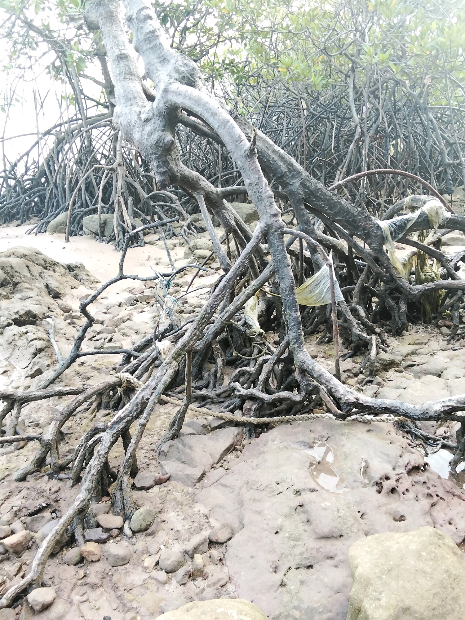 This image depicts a dense, gnarled mangrove forest with exposed roots on a sandy and rocky shore. Several pieces of white and yellow plastic trash are entangled in the branches and roots, indicating pollution. The water in the background appears calm and reflects the overcast sky. The foreground is dominated by the intricate network of dark mangrove roots and a sandy ground littered with stones and rocks. The scene is set in the city of Moro, Indonesia, known for its mangrove ecosystems.