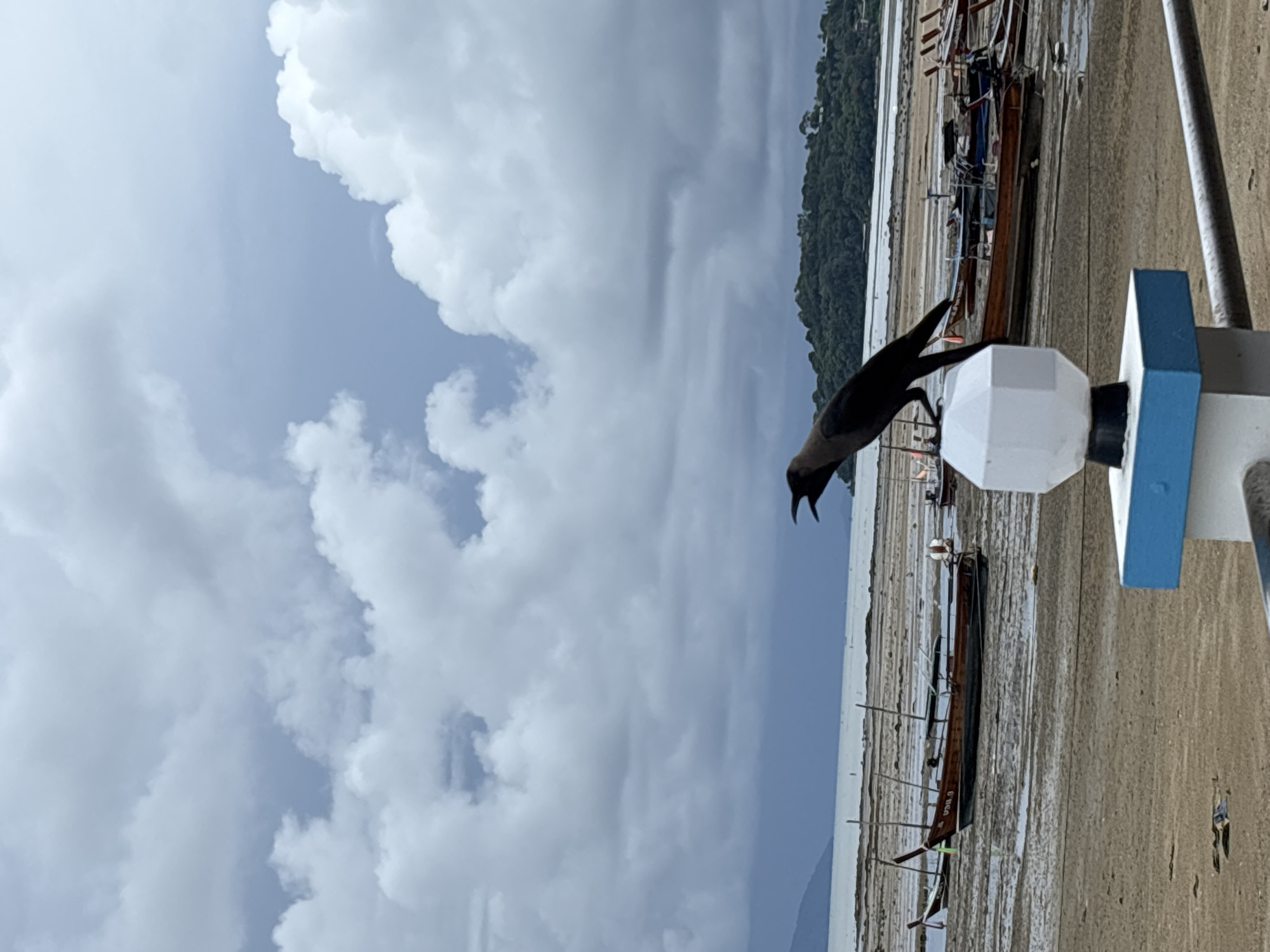 A crow is perched on a white lamppost with a blue base in the foreground, with its beak open as if calling out. The lamppost is situated on a sandy embankment, with a weathered metal railing visible in the lower right corner. In the background, a beach in Rawai, Thailand, stretches out, dotted with several wooden boats resting on the sand. The sea is visible beyond the beach, and a lush green island with trees rises in the distance under a cloudy sky.