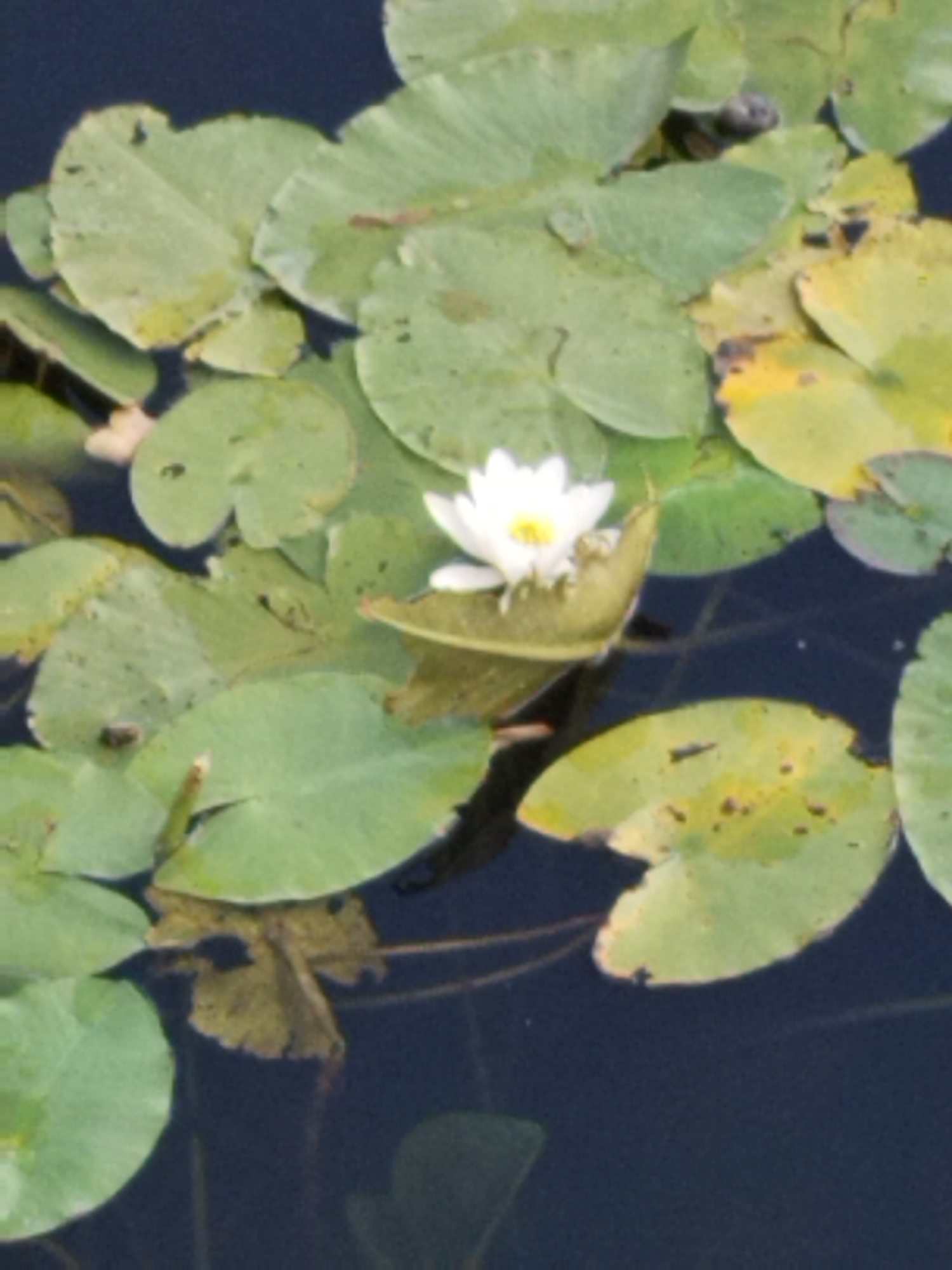 A close-up, high-angle shot shows a white water lily with a yellow center floating in dark water, surrounded by green lily pads. Some lily pads are healthy and vibrant, while others show signs of age with yellowing and brown spots. The water is still and reflects some of the green from the pads. The scene appears to be a natural setting, possibly a pond or slow-moving body of water. There are no people or man-made structures visible. The image does not provide any specific details about the city of Brest, Belarus.