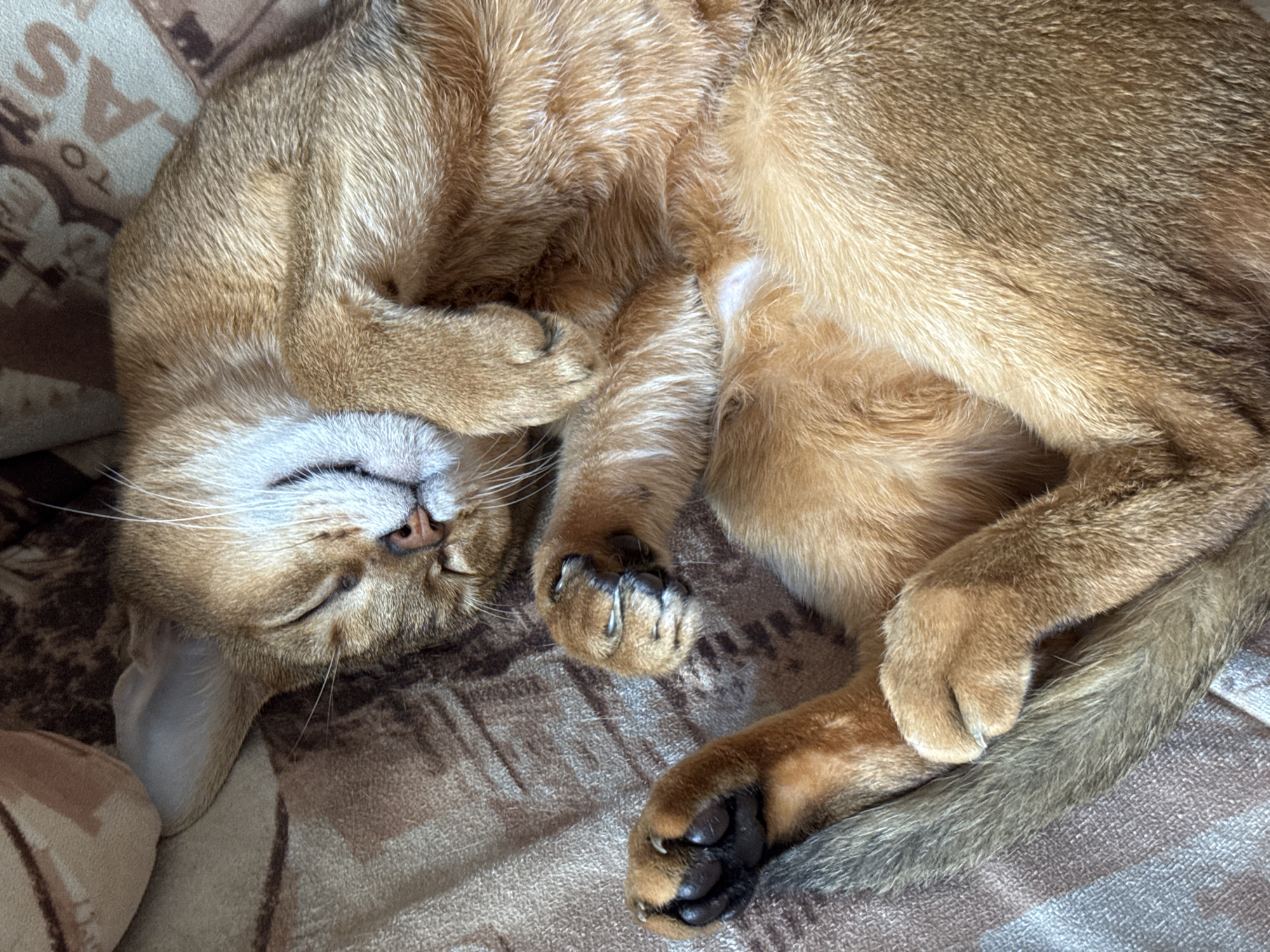 The image shows a domestic cat, likely an Abyssinian or similar breed with short, ticked fur, deeply asleep on a patterned blanket. The cat is curled comfortably on its side, with its head resting on its front paws, partially covering its face. Its eyes are closed in peaceful slumber, revealing a relaxed expression, a small pink nose, and prominent white whiskers.
The cat's fur is a rich golden-brown, with lighter shades visible on its muzzle and underside, and darker, ticed patterns along its back and tail. One of its paws clearly displays dark, possibly black, toe beans. The blanket beneath the cat is textured with varying shades of brown and beige, featuring abstract patterns and some faint, stylized letters such as 'S' and 'A' woven into its design.
The scene conveys a sense of tranquility and warmth, with soft lighting illuminating the cat's fur. There are no people visible. The setting is clearly indoors, in what appears to be a cozy domestic environment in Chaikovsky, Russia.