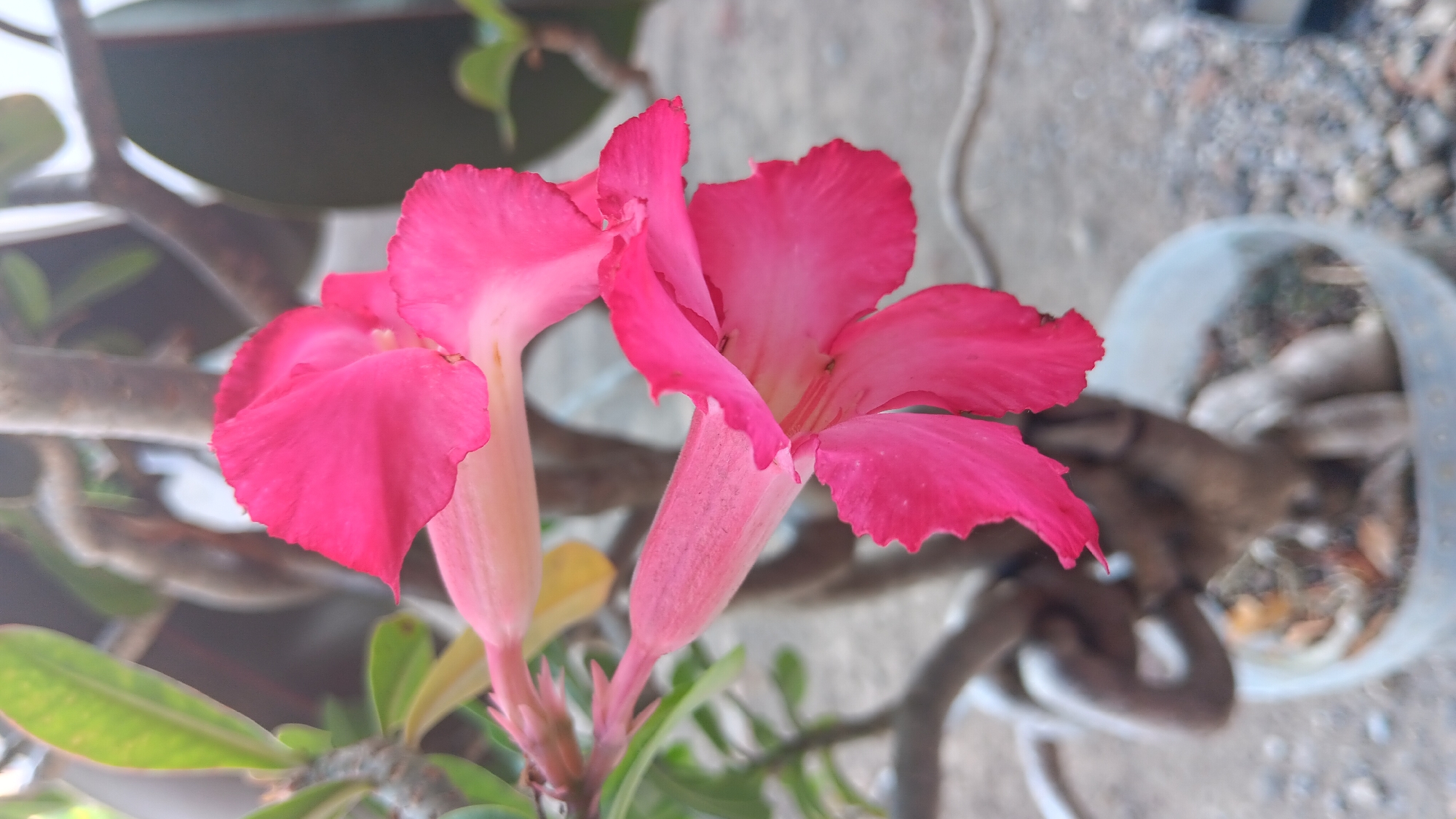 This is a close-up, vertical, eye-level shot of two pink Adenium flowers in bloom. The flowers are positioned on the right side of the frame, with their petals unfurled. The upper flower is slightly out of focus, while the lower flower is sharp. The flowers are attached to a thick, gnarled stem of the Adenium plant, which is potted in a light-colored plastic pot filled with soil and small stones. The pot and plant are situated outdoors on a gravelly surface, with a blurry background that includes greenery and some indeterminate objects. The lighting suggests a bright day, possibly with some overcast conditions. The overall impression is a study of the delicate beauty of the flowers against the rougher texture of the plant's stem and the outdoor environment. The image was captured in Sonobekel, Indonesia.