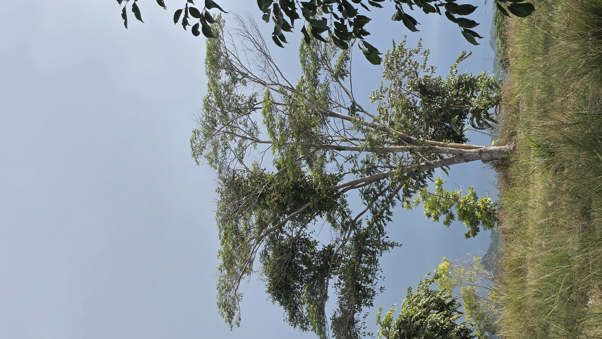 The image shows a view of a tall tree against a clear, light blue sky, with some leaves hanging from above. The tree has a mix of green foliage and bare branches. To the right of the tree, there is a grassy area that slopes upward slightly. In the background, there is a body of water. It's a daytime scene in an outdoor location. The city of Lhokseumawe, Indonesia, is not verifiable from the image alone.