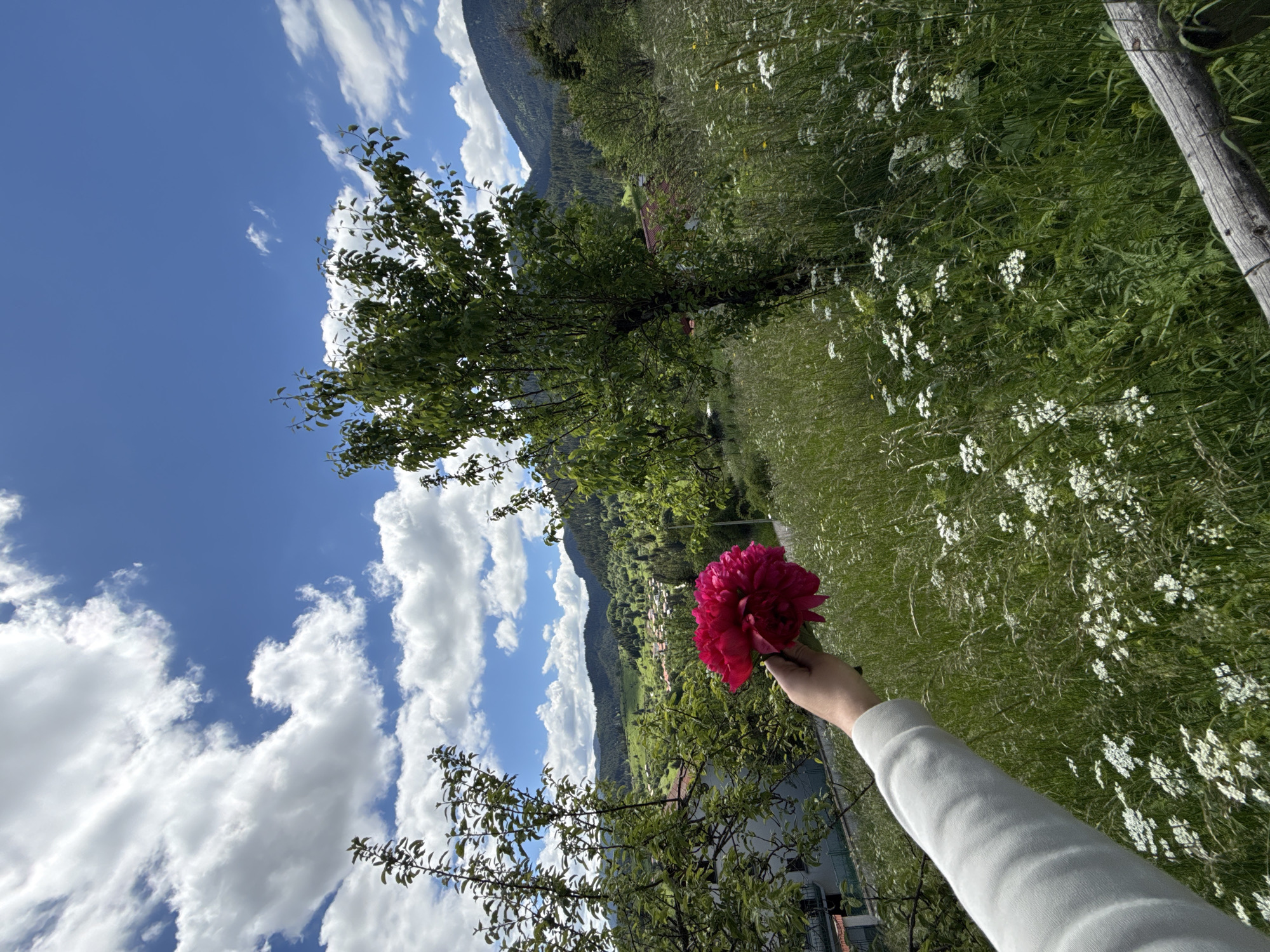 The image depicts a hand holding a vibrant pink peony in a lush green meadow under a blue sky with fluffy white clouds. In the background, a village is nestled in a valley surrounded by verdant hills and dense forests. The architecture of the village appears to be traditional, with red-tiled roofs visible among the trees. The overall scene suggests a serene rural landscape, possibly in or around the city of Gela, Bulgaria, given the traditional village architecture and mountainous terrain often found in that region. The lighting suggests it is daytime, likely midday or early afternoon.