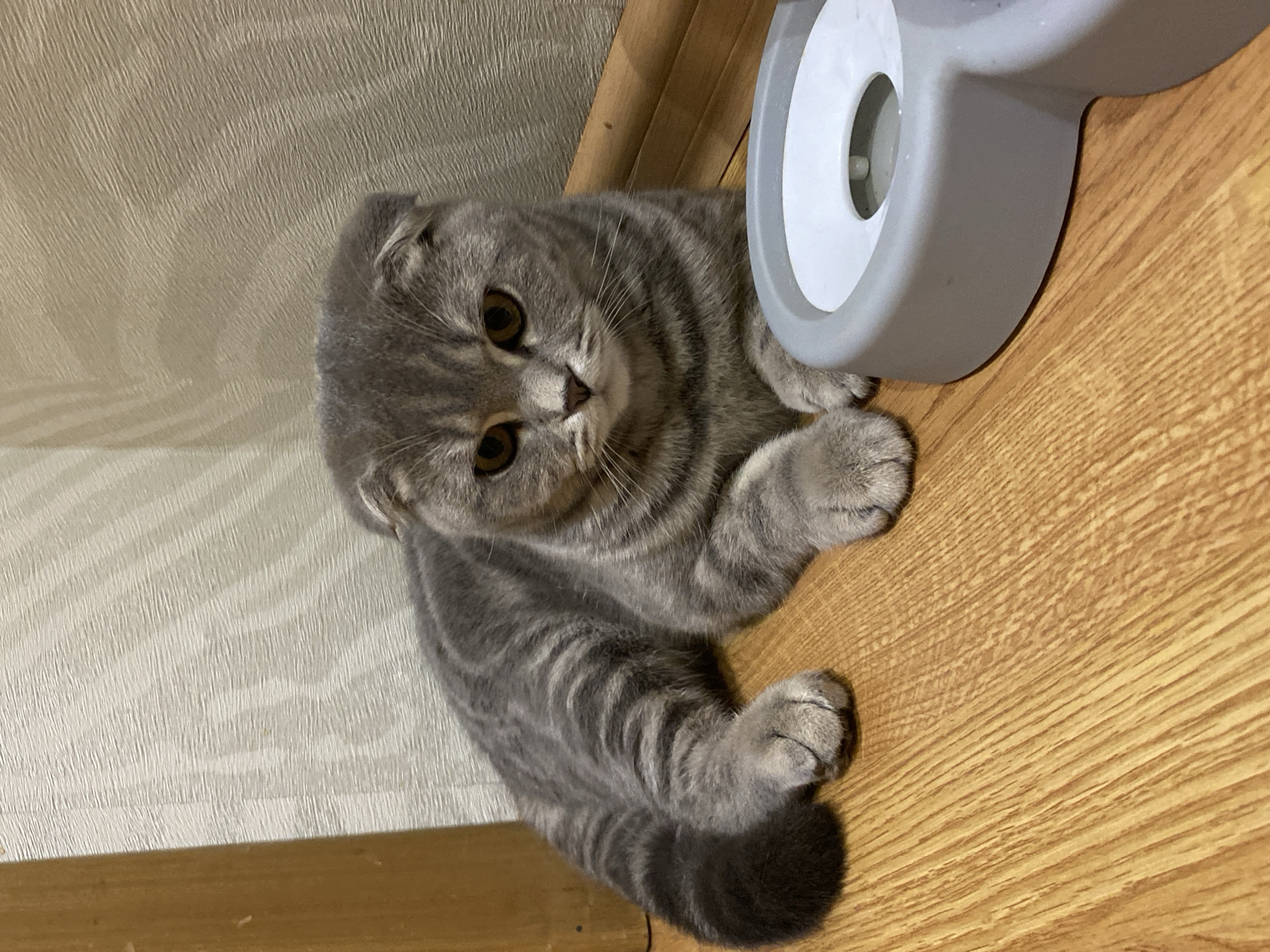 This indoor photograph features a grey tabby Scottish Fold cat as its central subject. The cat is lying down on a light-colored wooden floor, positioned near a corner where the floor meets a textured, beige or light grey wallpapered wall. Its head is slightly tilted upwards, and it is looking directly at the viewer with wide, amber-colored eyes. The cat's fur displays distinct dark grey stripes on a lighter grey base, characteristic of a tabby pattern, and its small, folded ears are visible, typical of the Scottish Fold breed.
To the right of the cat, and partially visible, is a grey and white pet accessory, which appears to be a feeder or water dispenser with a white internal component. The cat's front paws are tucked beneath its body, while one back paw is visible near its striped tail.
The setting suggests a cozy home environment. The wooden floor planks run diagonally across the lower right portion of the image, while the wallpaper shows a subtle, vertically oriented textured pattern. The lighting is soft and even, suggesting indoor artificial light rather than direct sunlight. There is no visible text in the image. The scene takes place in Votkinsk, Russia. The cat appears calm and curious, engaging with the camera.