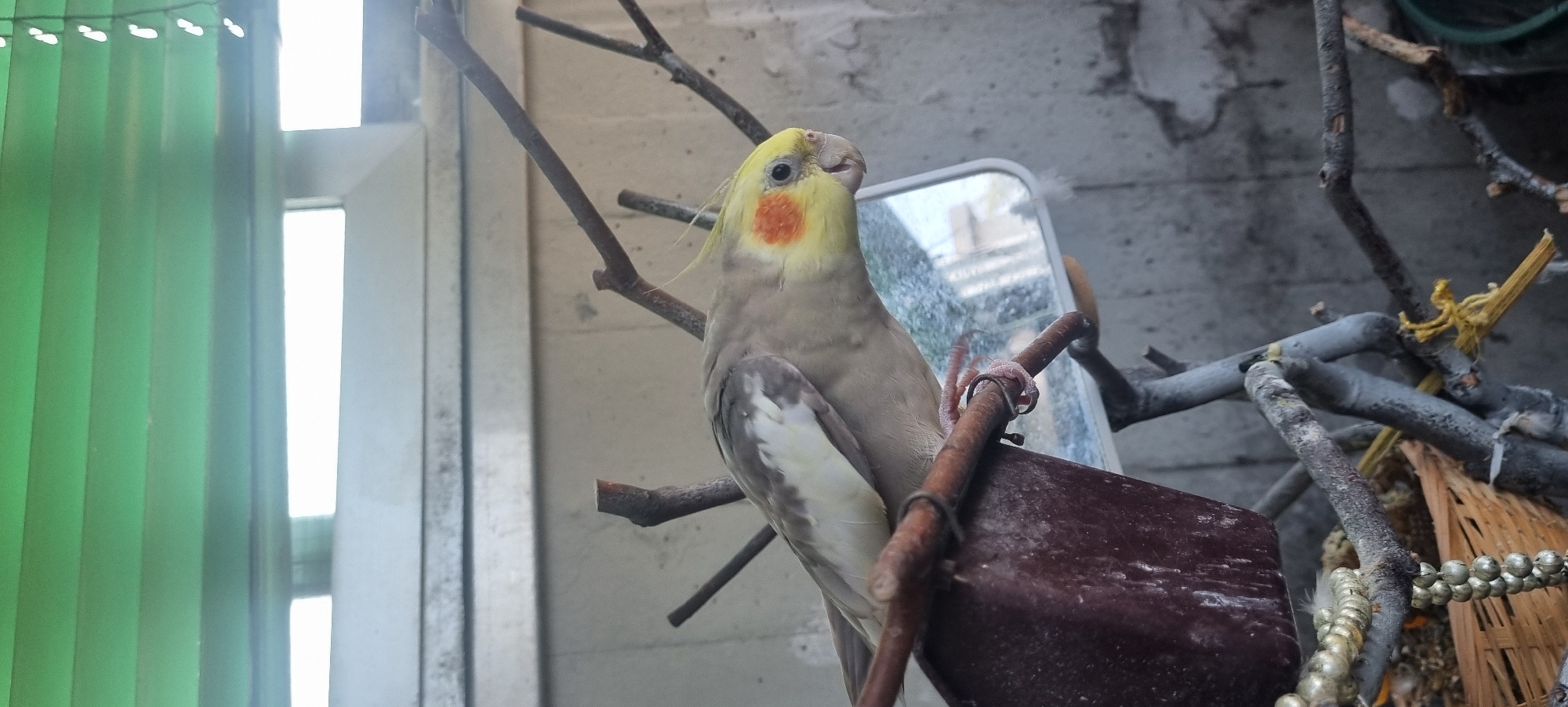 A cockatiel with a yellow crest and orange cheeks is perched on a branch in an outdoor aviary. The bird is facing right, with its beak slightly open. In the background, a mirror reflects the surroundings. The aviary appears to be located on a balcony or patio, with a building wall and a window with green blinds visible. The scene is set in Nerviano, Italy.