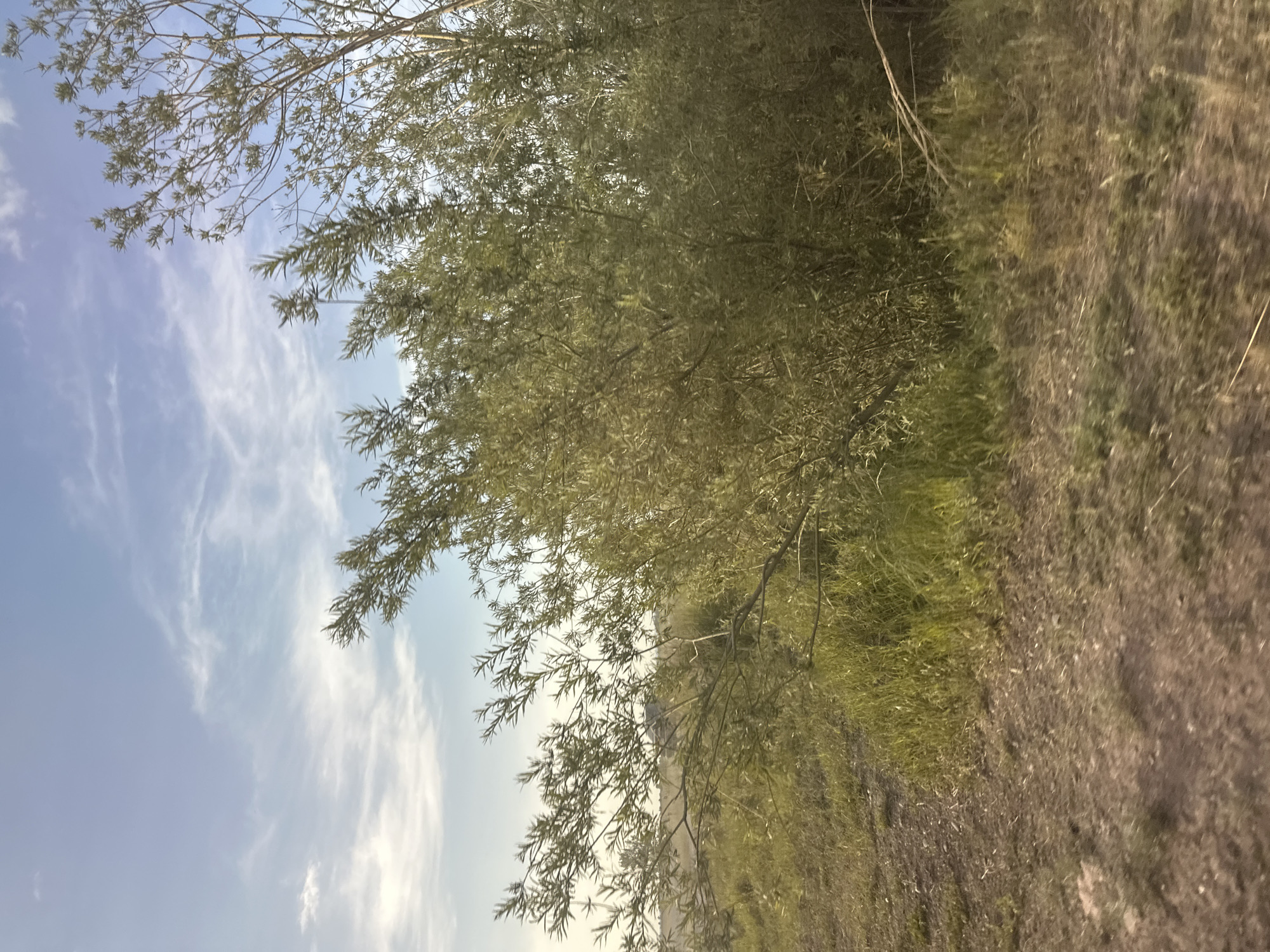 The image depicts a natural scene with a focus on vegetation and sky. In the foreground, a dense canopy of thin, leafy branches dominates the frame, with some branches extending towards the viewer. The leaves are a pale green, suggesting they are either young or a specific type of foliage. Beyond the branches, the ground is covered in a mix of dry grass and soil, with a rough texture.
The background is divided between the sky and more foliage. The sky is a light blue, with wispy white clouds scattered across it, indicating fair weather. The lighting suggests it is daytime, possibly late afternoon or early morning given the soft light. The scene appears to be outdoors in a rural or natural setting, potentially near a body of water or in a park, given the lush greenery. There are no people or distinct objects, with the emphasis being on the organic elements of the environment. The overall mood is tranquil and naturalistic. No text is visible in the image.