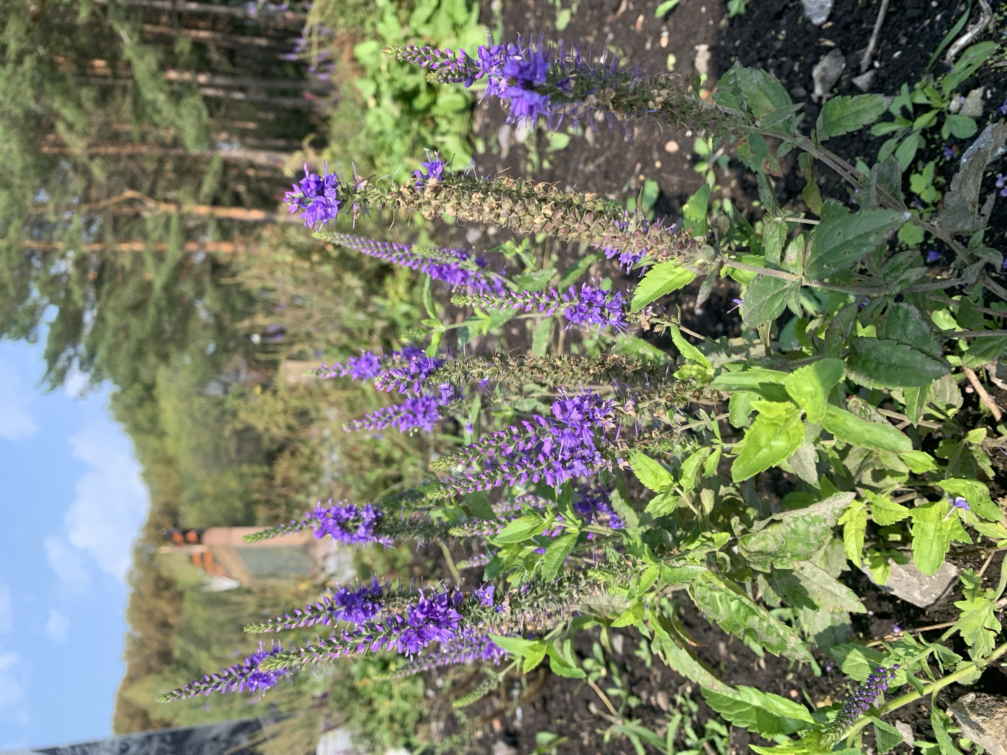 An outdoor medium shot captures a cluster of tall, slender purple flowers with green foliage in the foreground. The flowers, appearing to be Veronica spicata, are arranged in spiky clusters along upright stems. The ground beneath the flowers is dark soil with scattered small rocks and some sparse green vegetation. In the mid-ground, a blurred line of trees with green and brown foliage stretches across the frame, with a hint of structures suggesting a park or garden setting. The background reveals more trees and a bright blue sky with a few wispy clouds. No people are present in the image. The scene is consistent with an outdoor environment in the city of Prokopyevsk, Russia, during daylight hours.