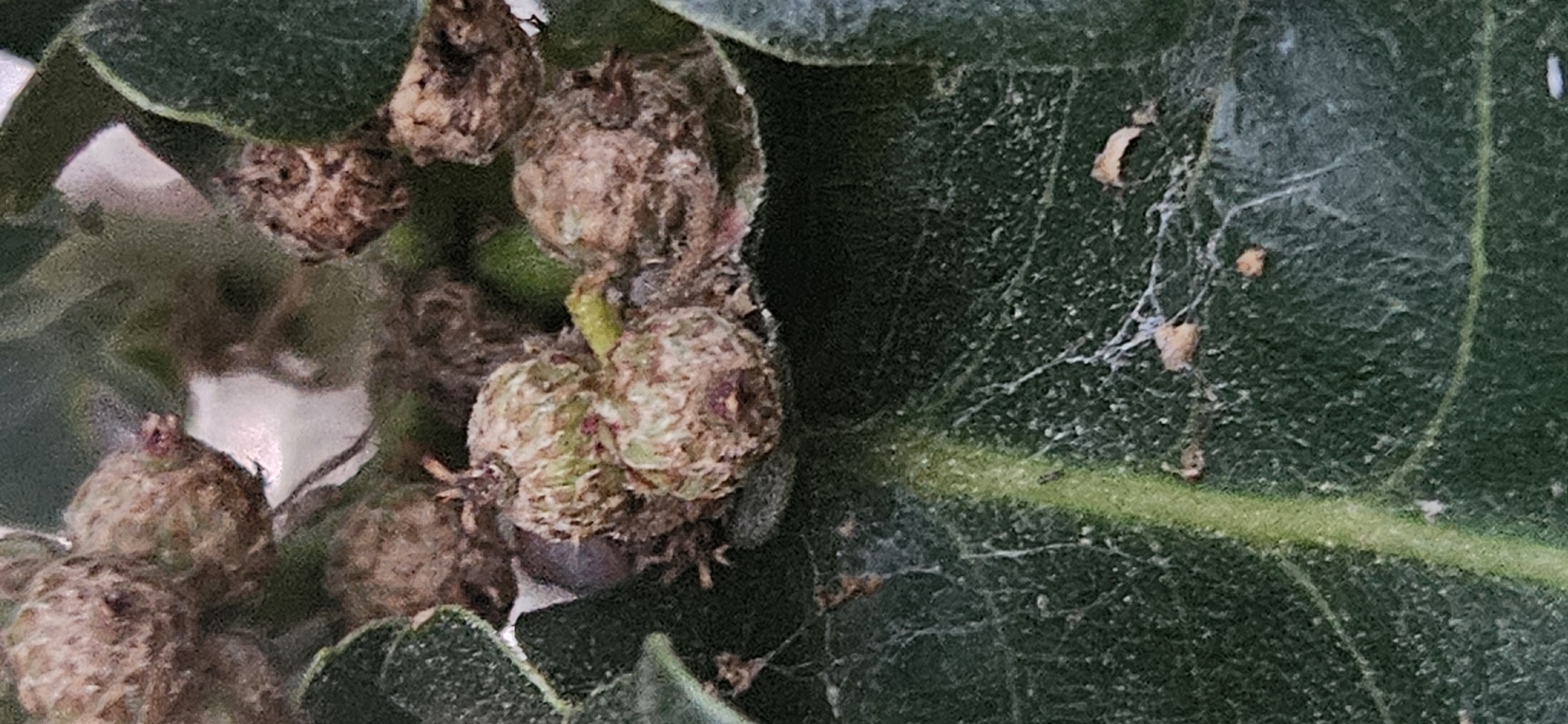 The image shows a close-up of a plant with multiple small, round, brown and green seed pods or fruits clustered together. Some of these pods are fuzzy and textured, while others appear smoother. The background consists of dark green leaves, some of which are out of focus. There are also some fine white strands, possibly spiderwebs, visible on the leaves. The lighting suggests an outdoor environment, likely during the day, with soft shadows. The overall impression is one of natural growth and intricate detail of plant life.