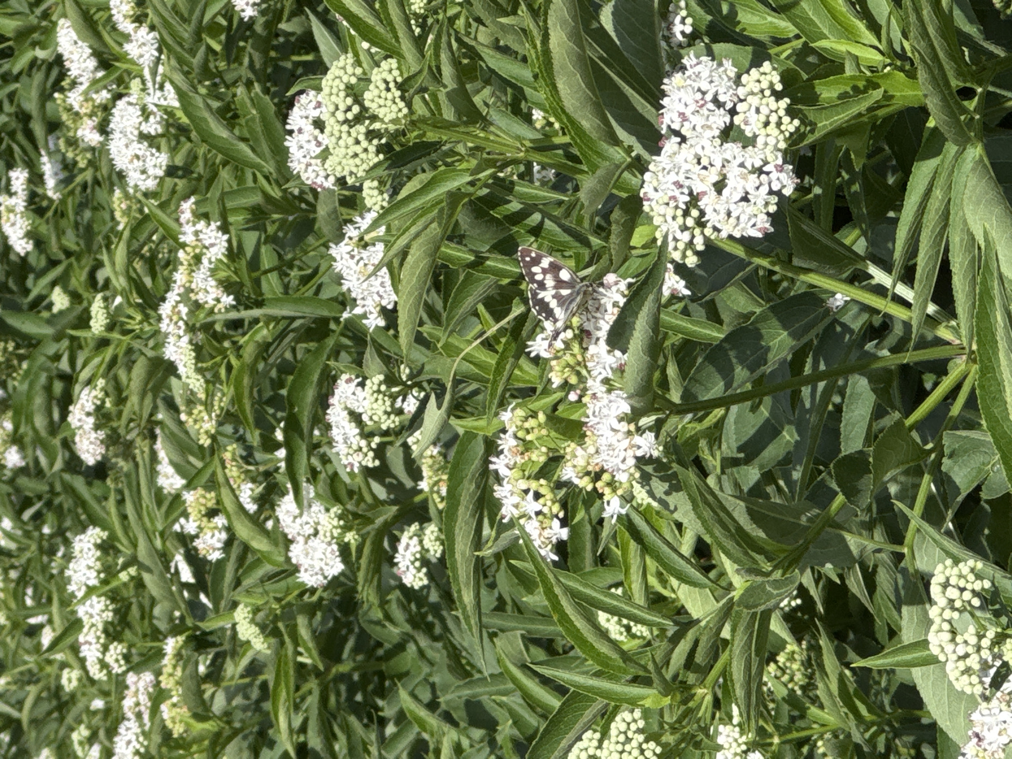 The image depicts a dense cluster of elderberry bushes in bloom, characterized by their numerous small, white flowers arranged in flat-topped clusters, and lush green foliage. A single butterfly, with a checkered pattern of black and white on its wings, is perched on one of the white flower clusters. The scene appears to be outdoors, under natural sunlight, suggesting a garden or a natural landscape setting. The specific location in the city of Belchin, Bulgaria, is not visually identifiable from the image itself; this detail would require external information.